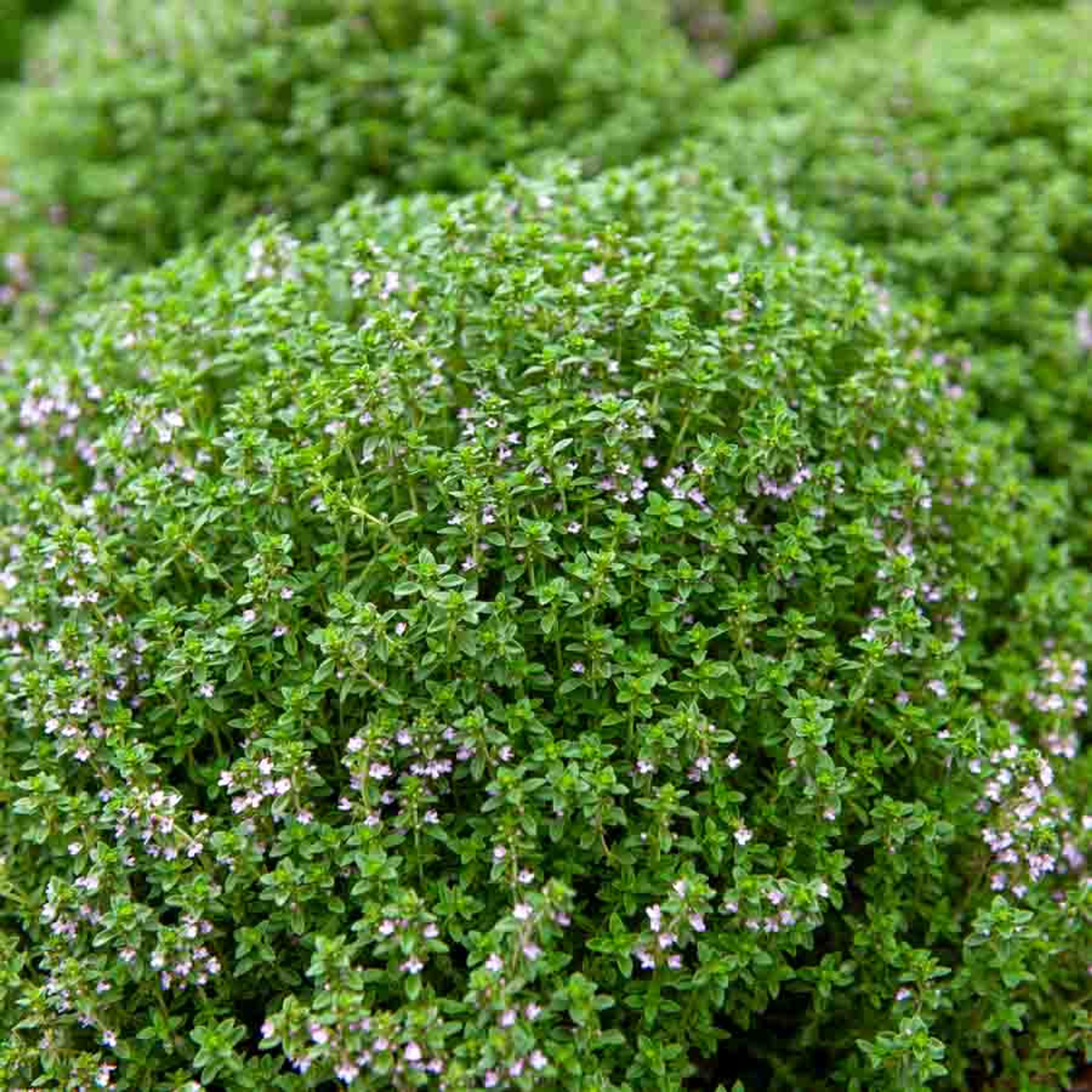 Thym ordinaire | Vilmorin Jardin