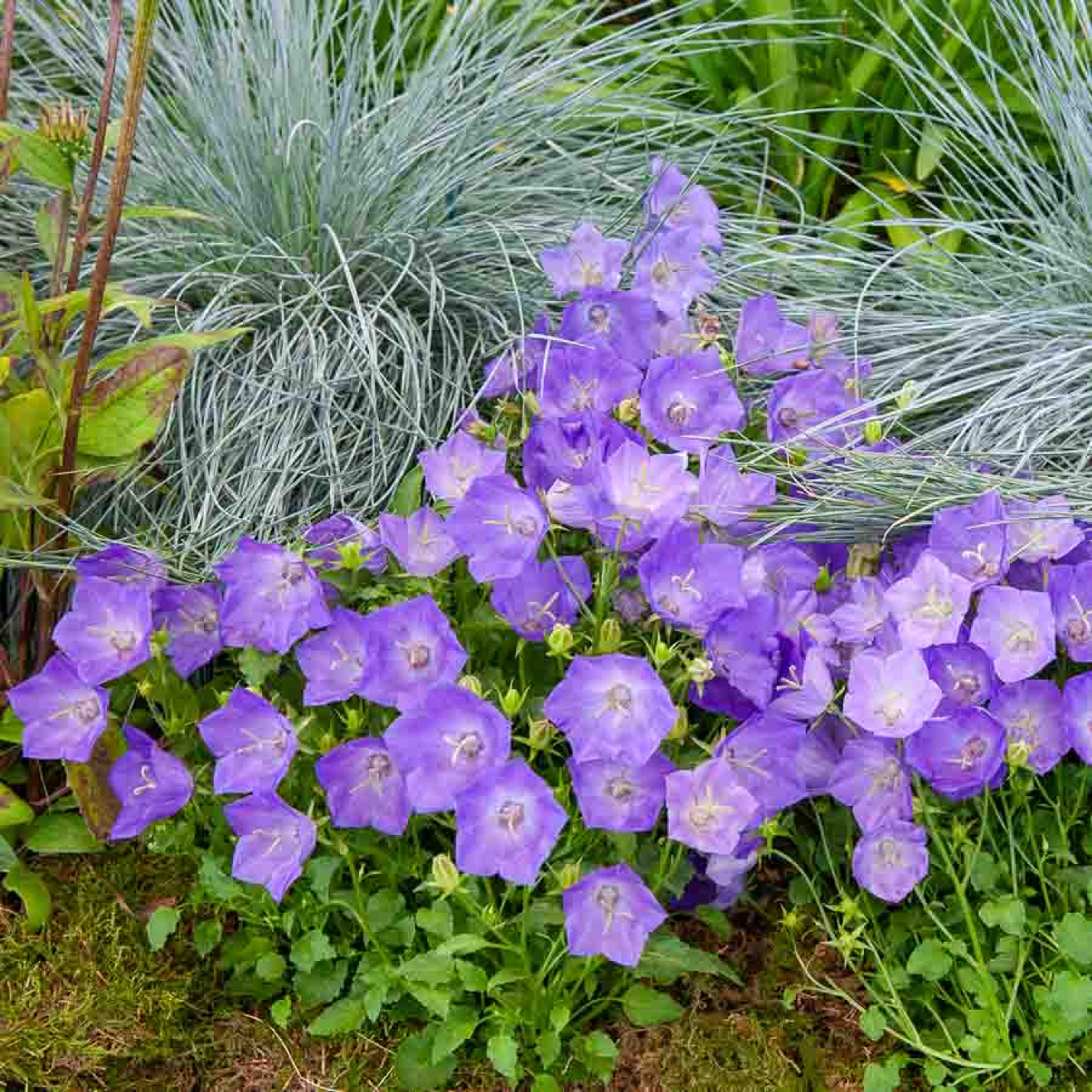 Campanule des Carpates Bleue | Vilmorin Jardin