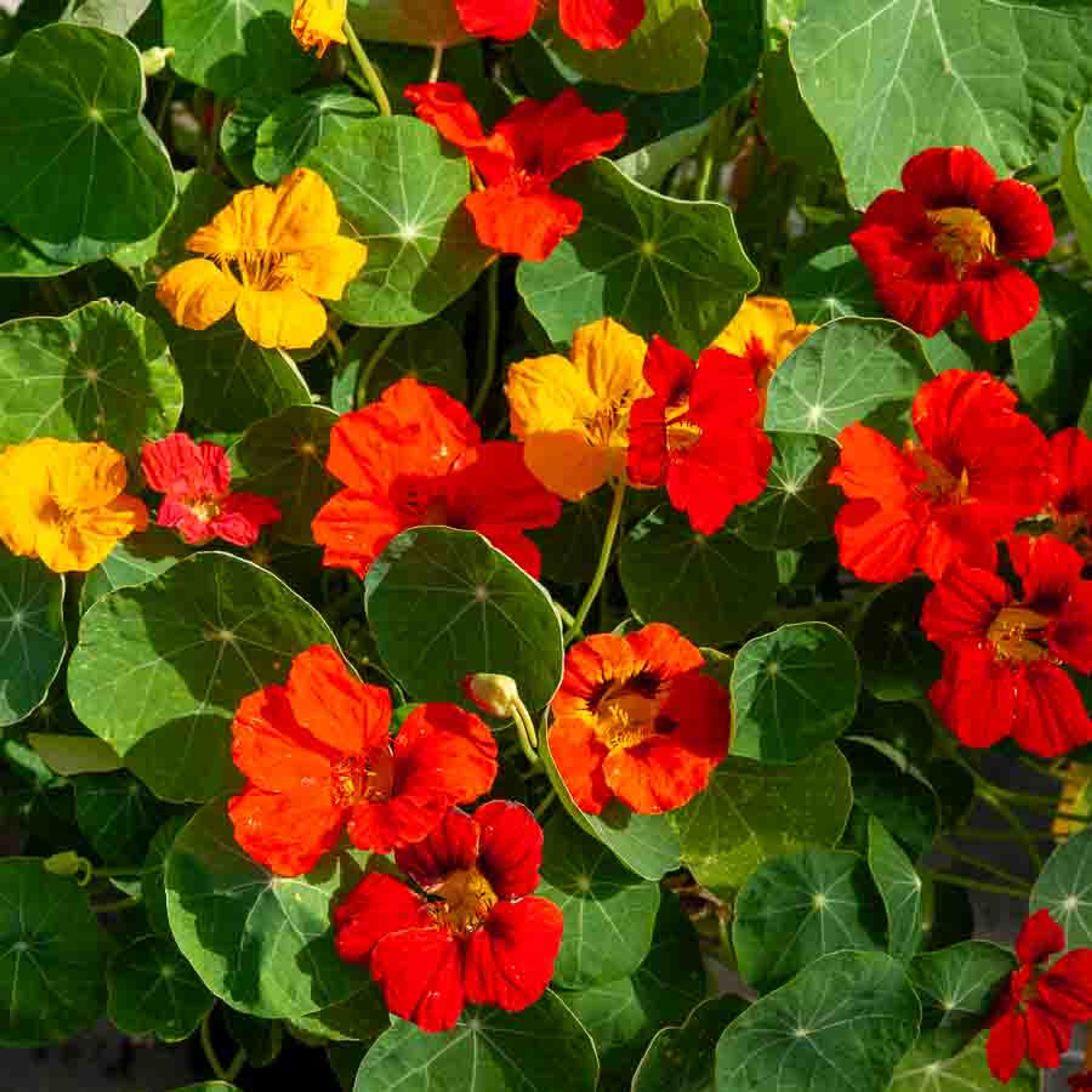 Capucine de Lobb Variée | Vilmorin Jardin