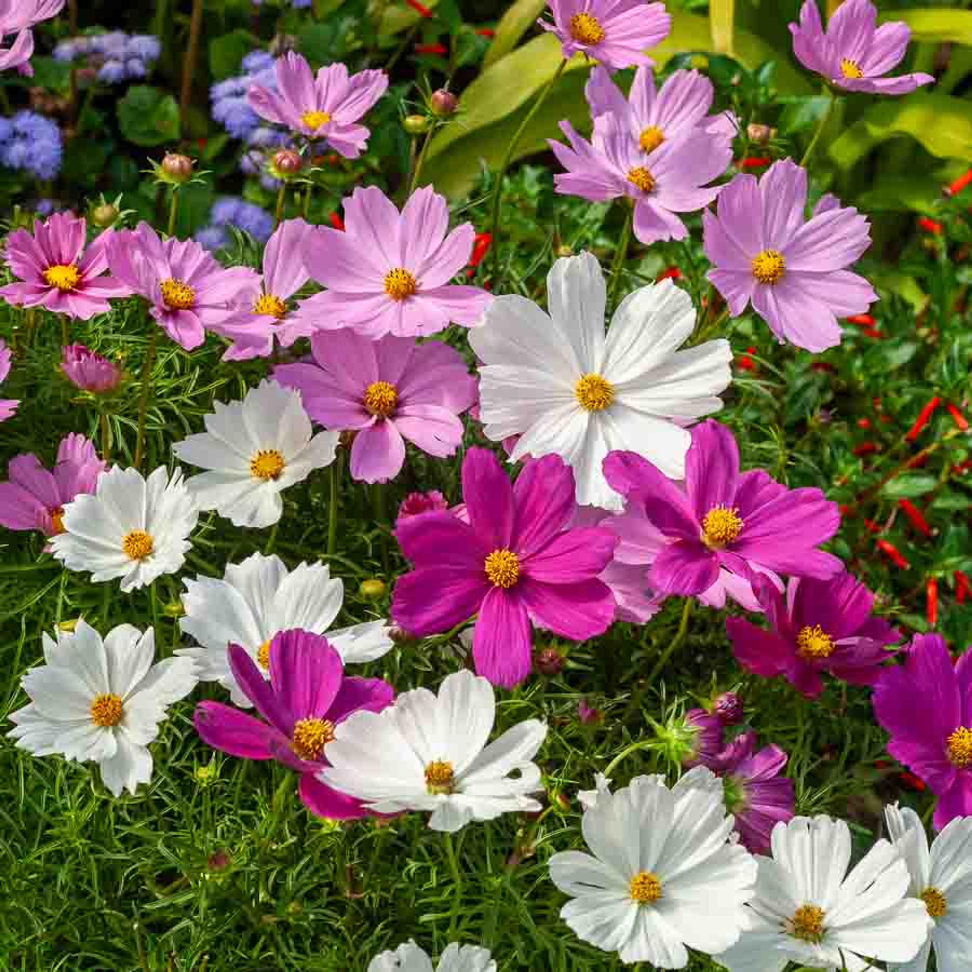 Cosmos Sensation Varié | Vilmorin Jardin