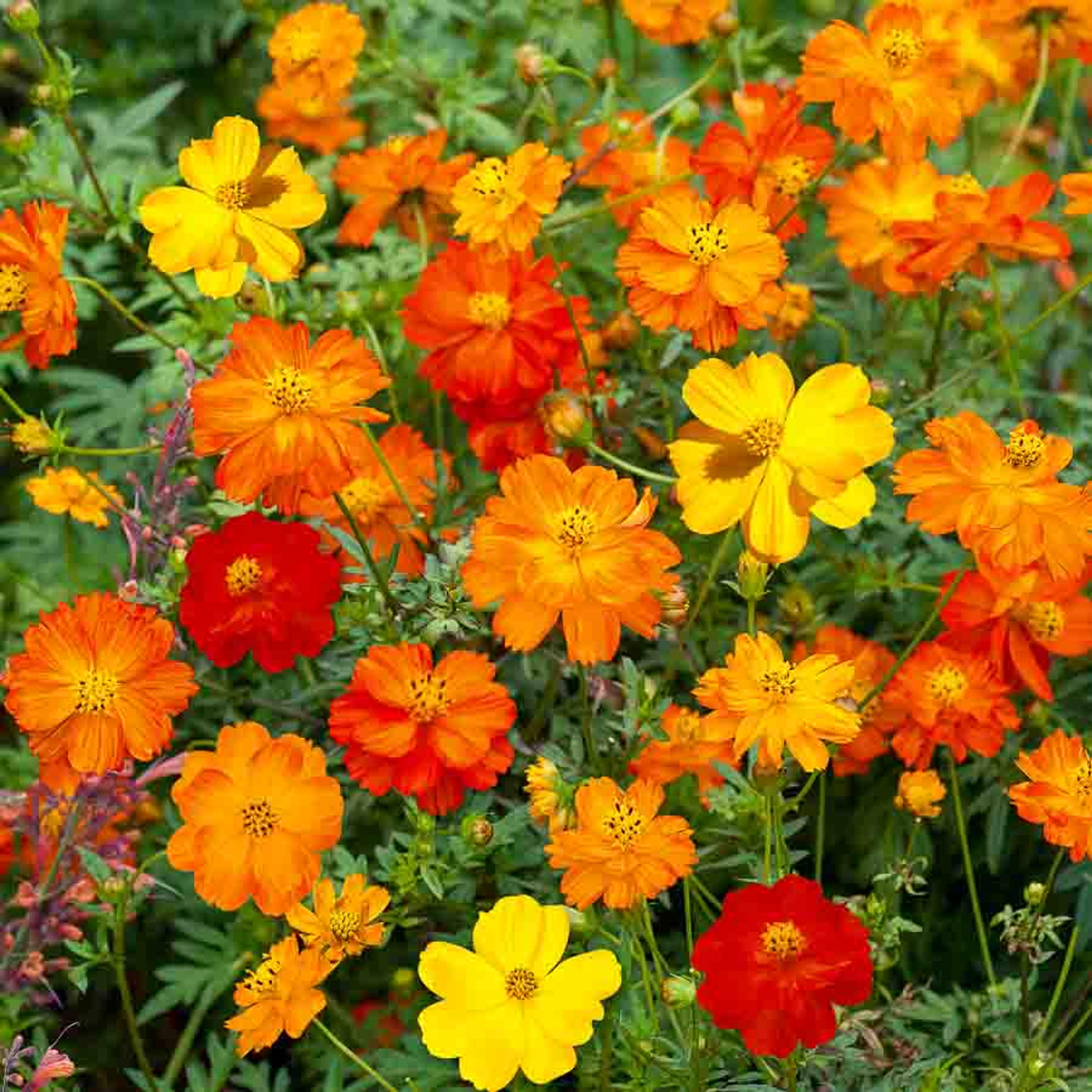 Cosmos Sulphureus Varié | Vilmorin Jardin