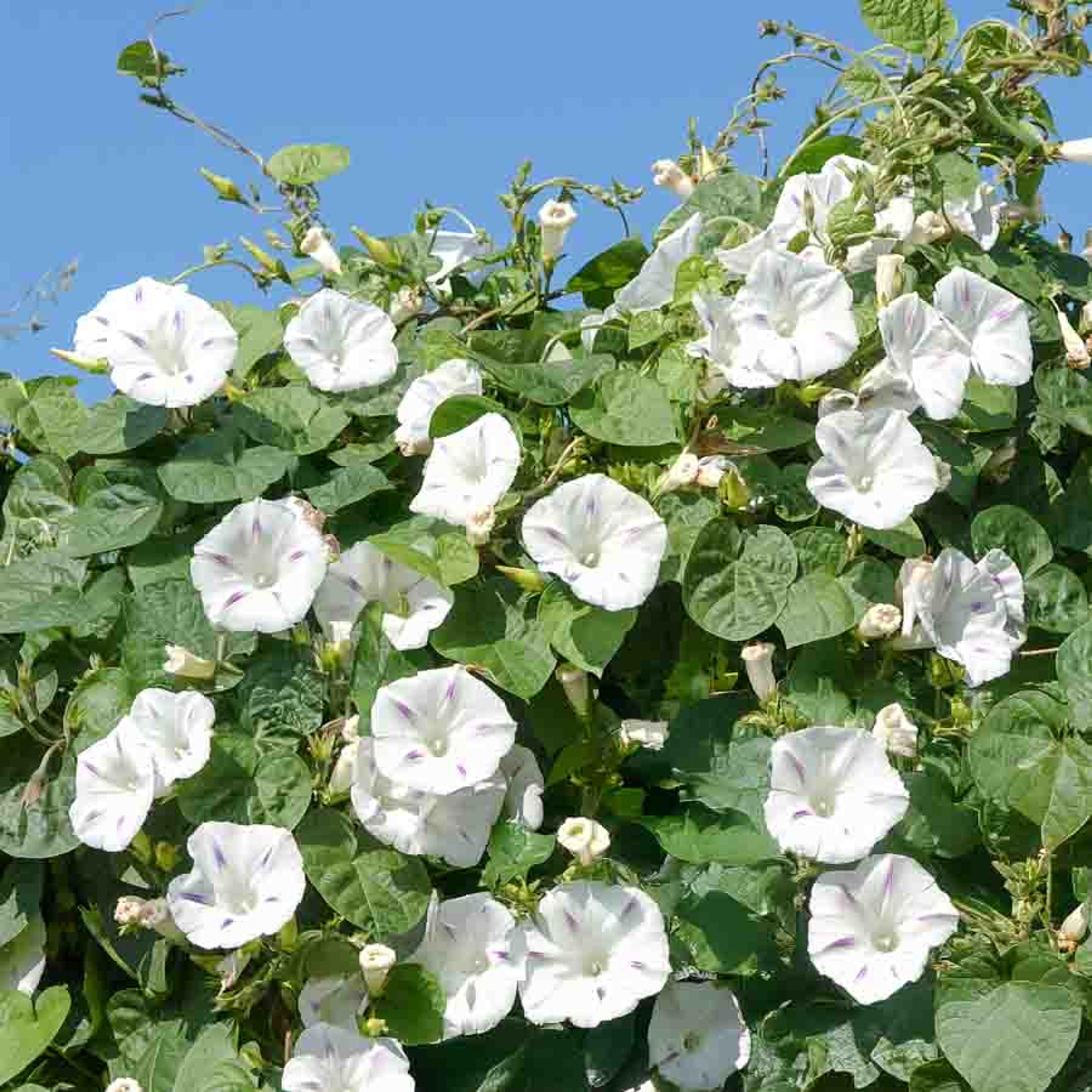 Ipomée Géante Blanche | Vilmorin Jardin