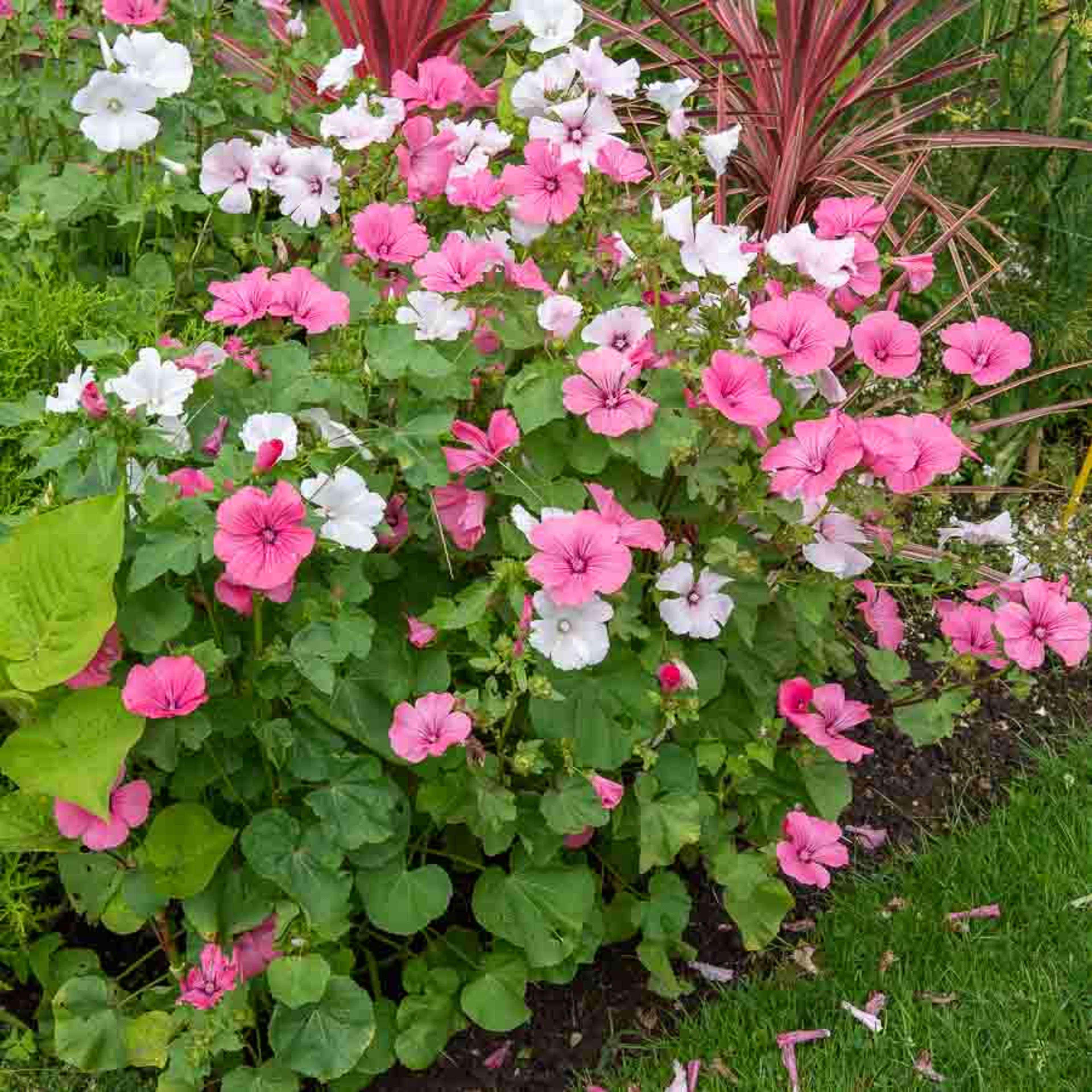 Lavatère à Grande Fleur Variée | Vilmorin Jardin