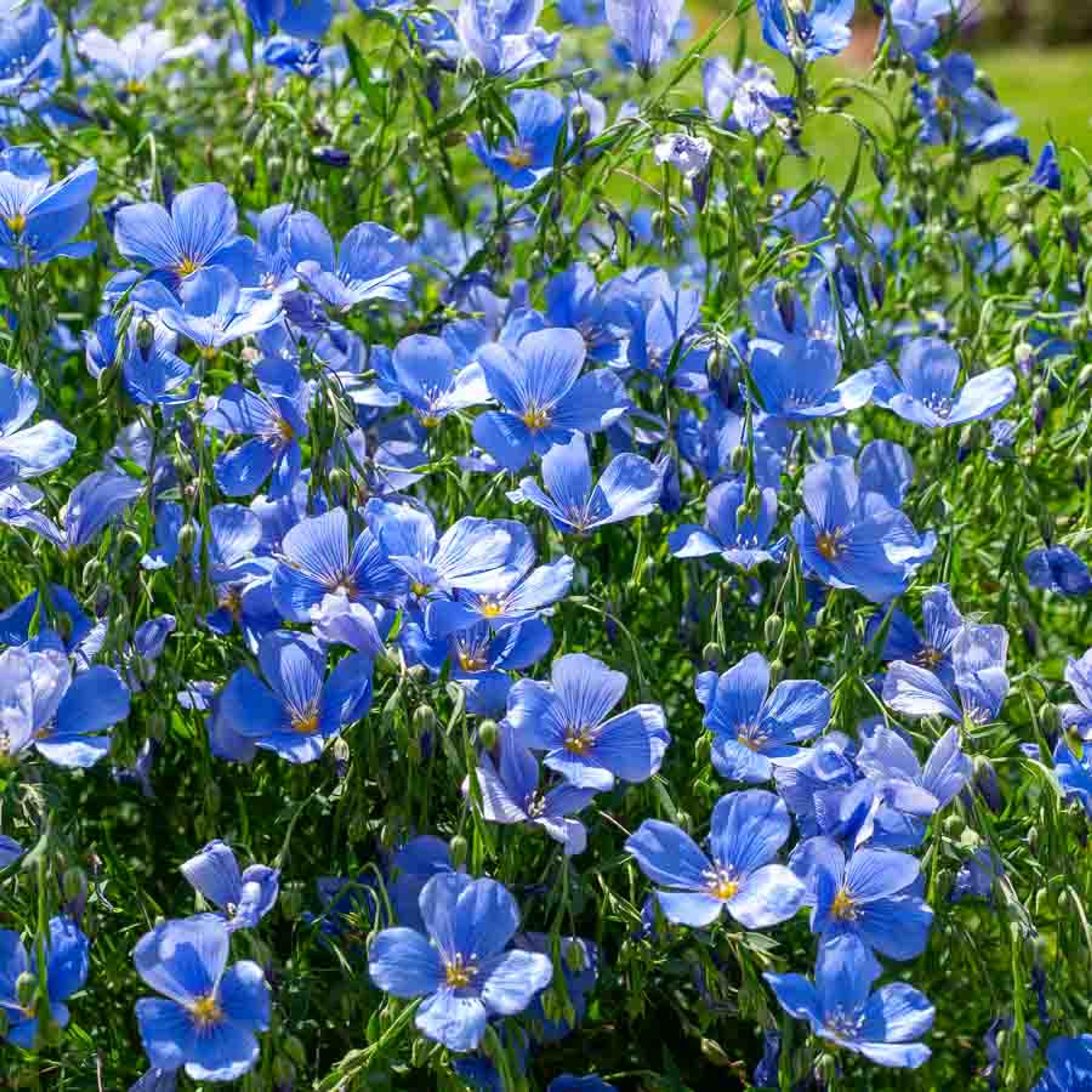 Lin Bleu | Vilmorin Jardin