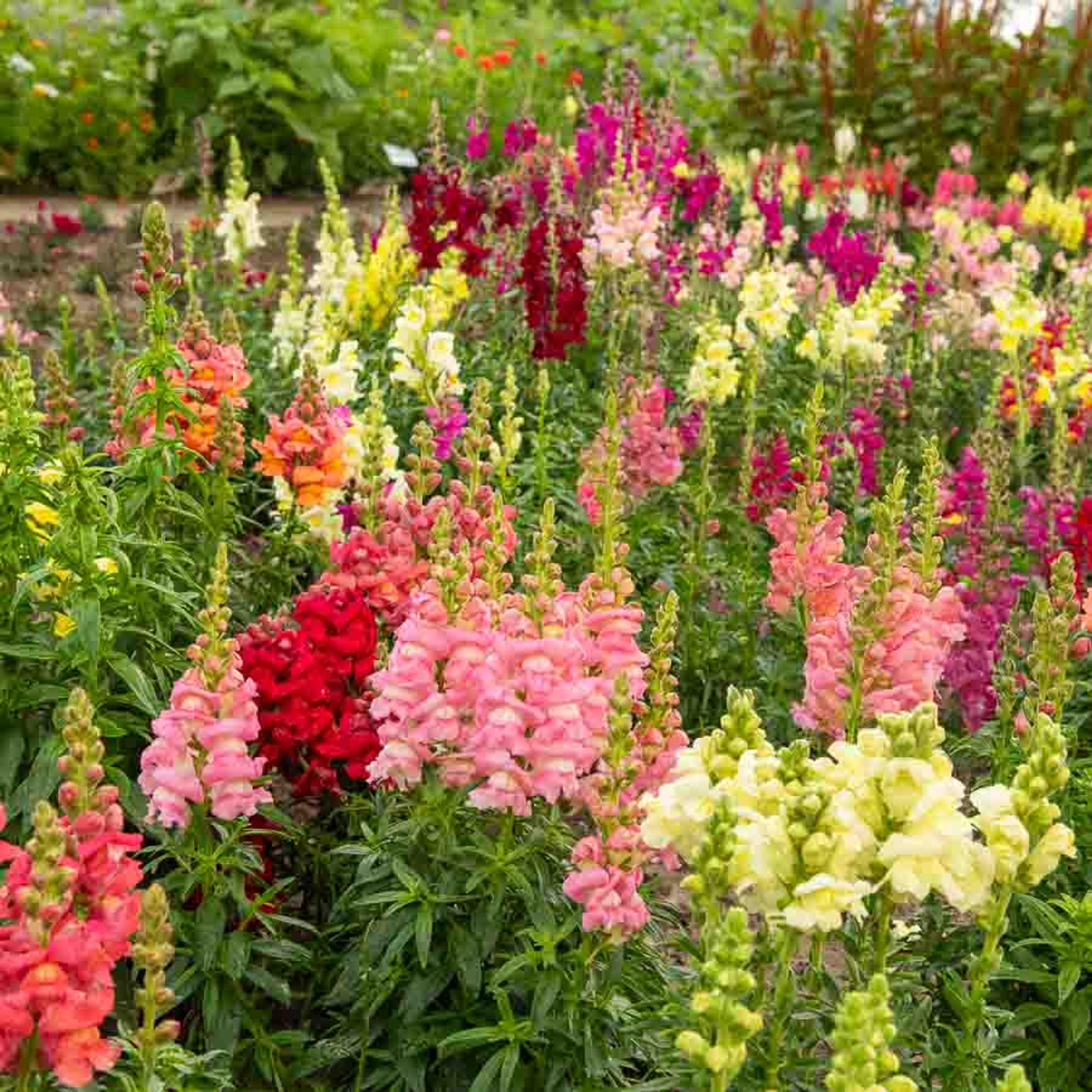 Muflier (Gueule de Loup) Grand Loup Varié | Vilmorin Jardin