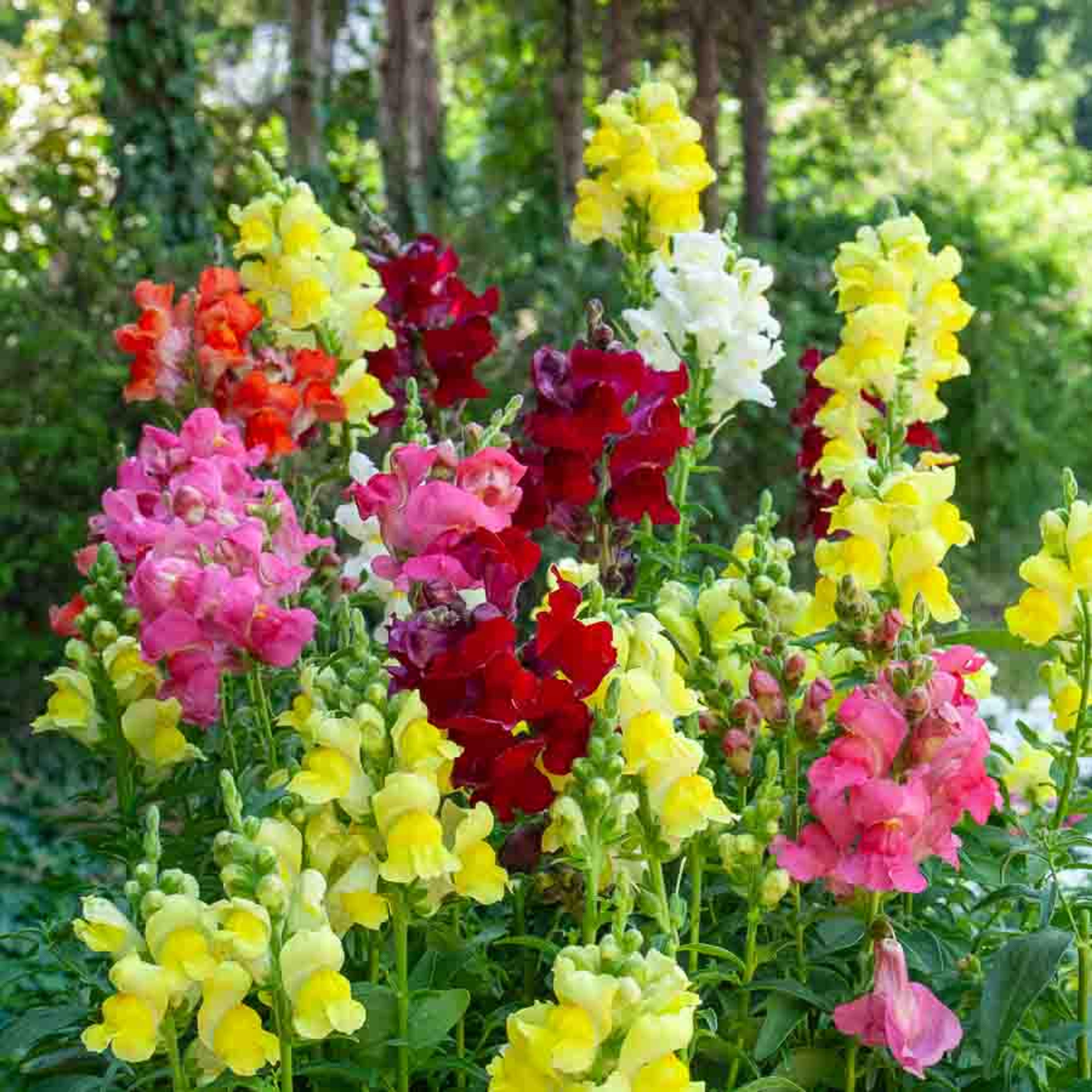 Muflier (Gueule de Loup) Goupil Varié | Vilmorin Jardin
