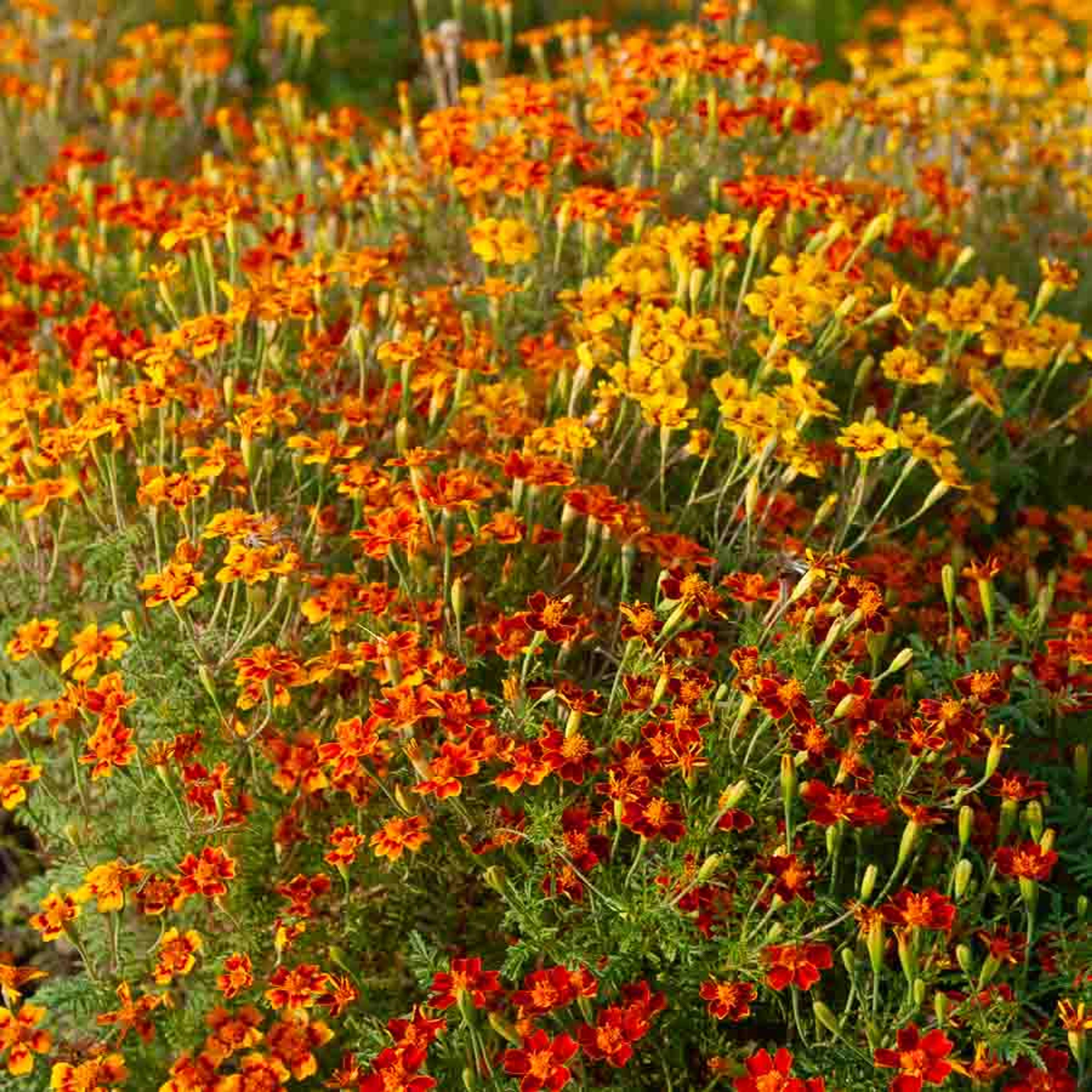 Œillet d'Inde Miniature Varié | Vilmorin Jardin