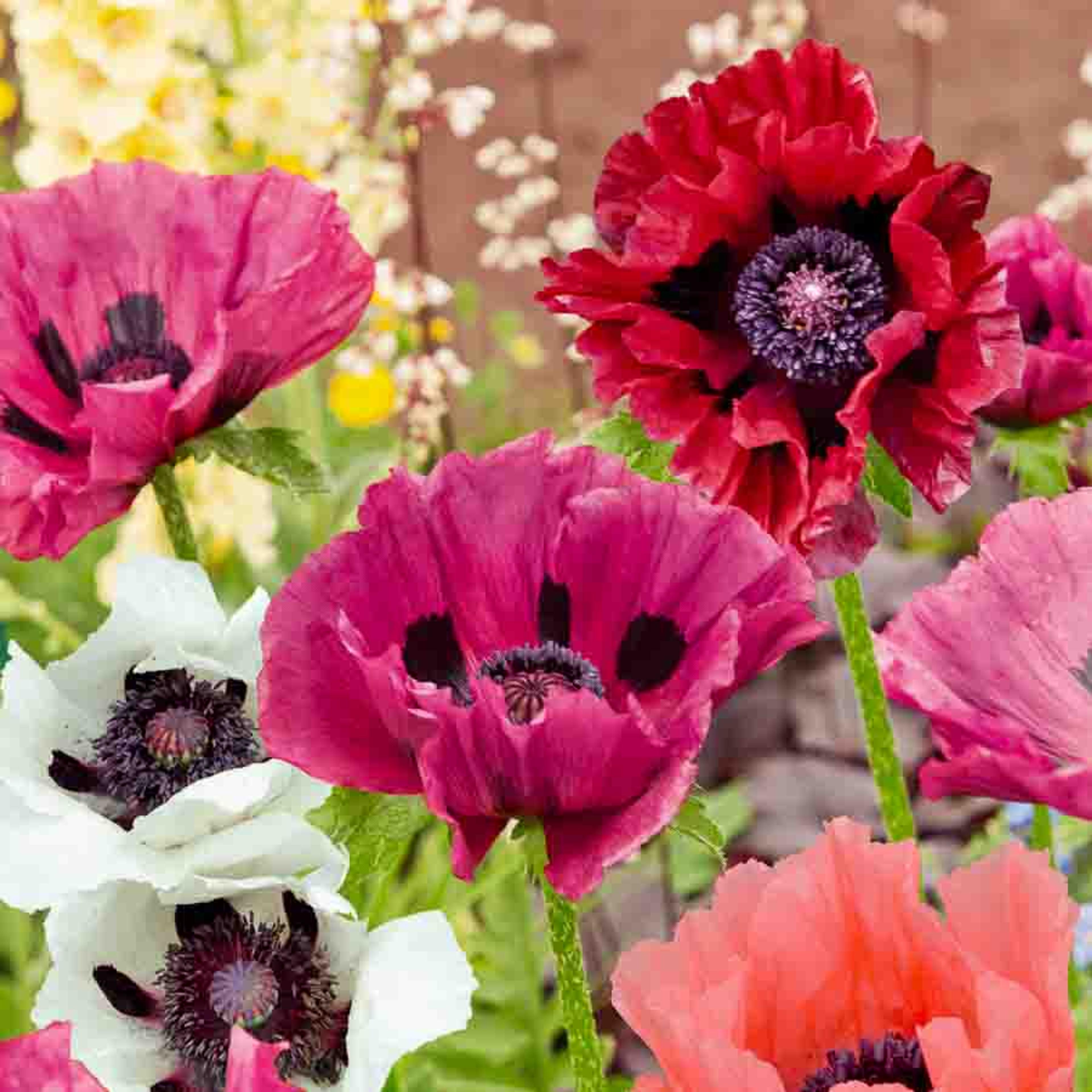Pavot Pizzicato Varié | Vilmorin Jardin
