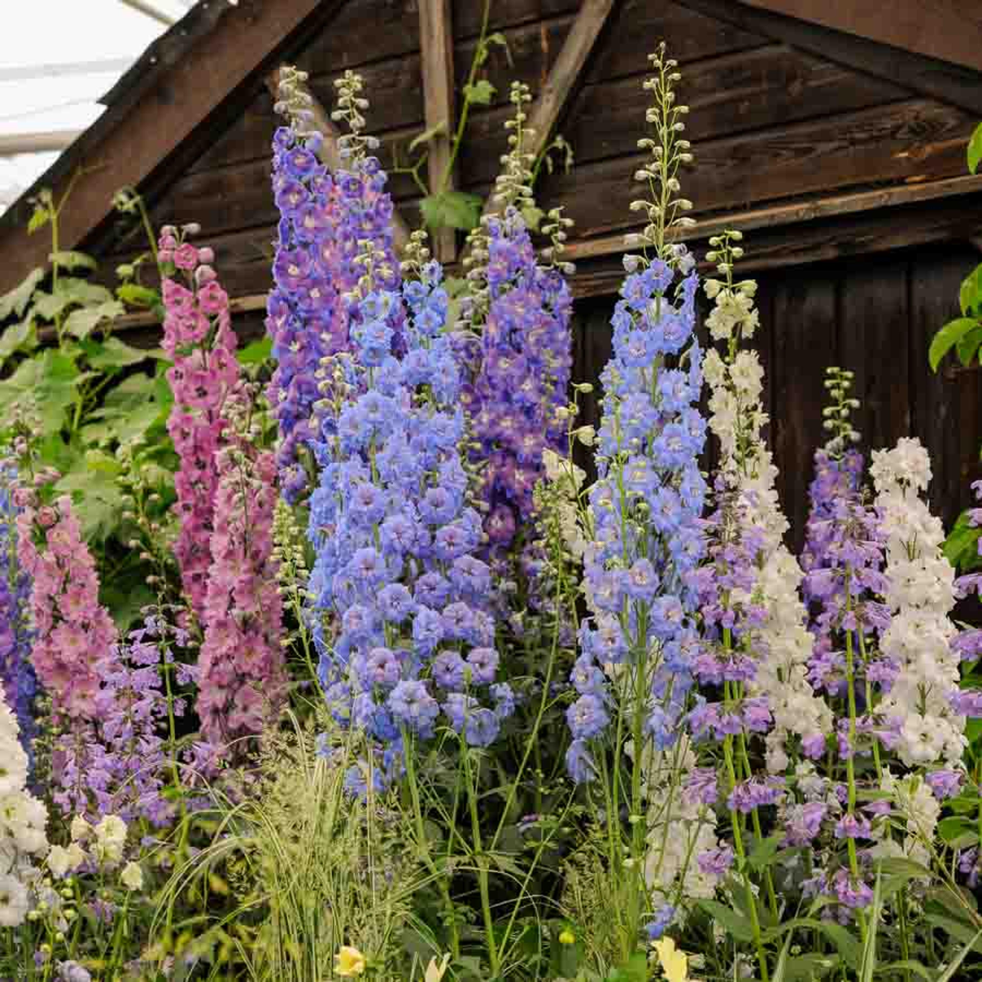 Pied d'Alouette Impérial Géant Double Varié | Vilmorin Jardin