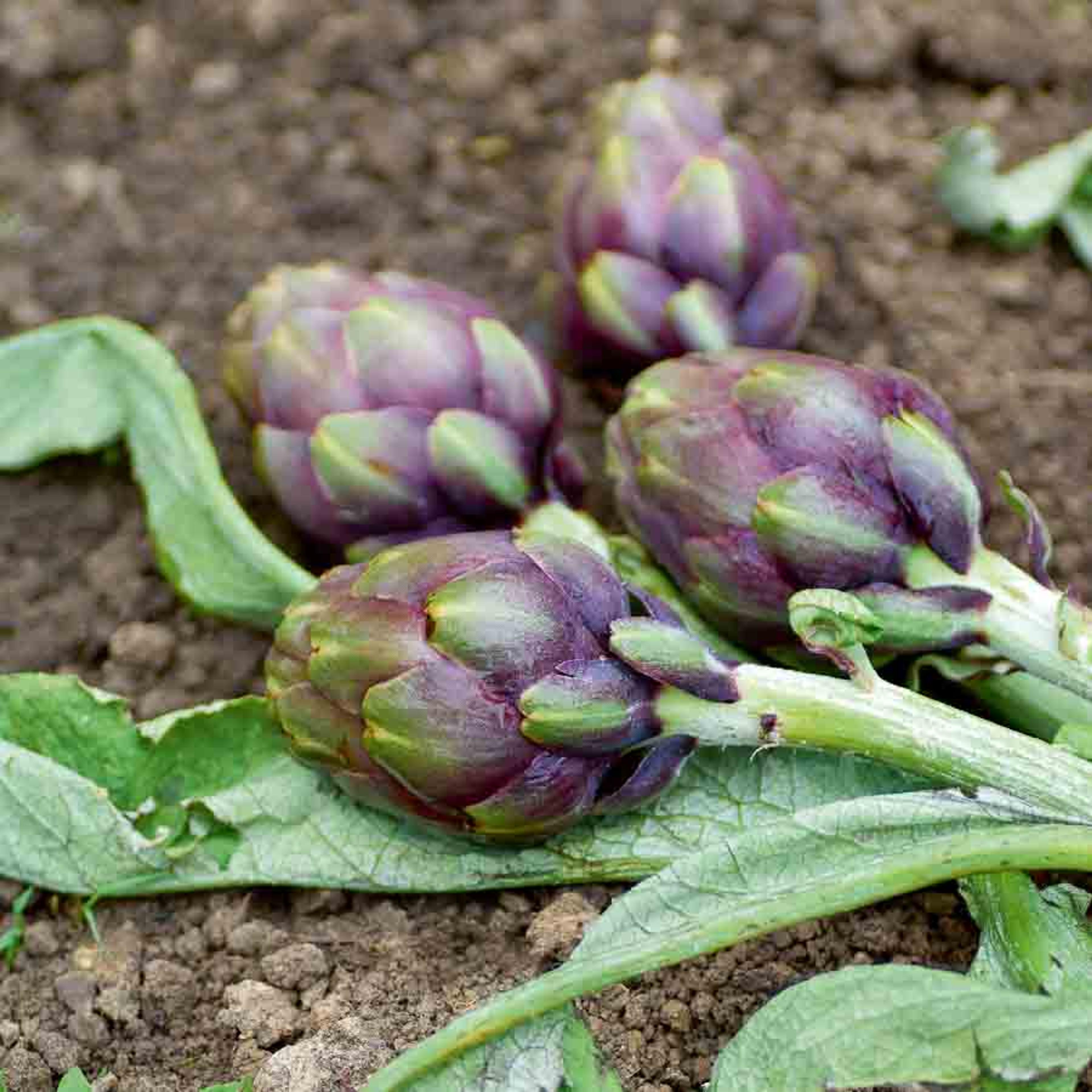 Artichaut Violet de Provence | Vilmorin Jardin