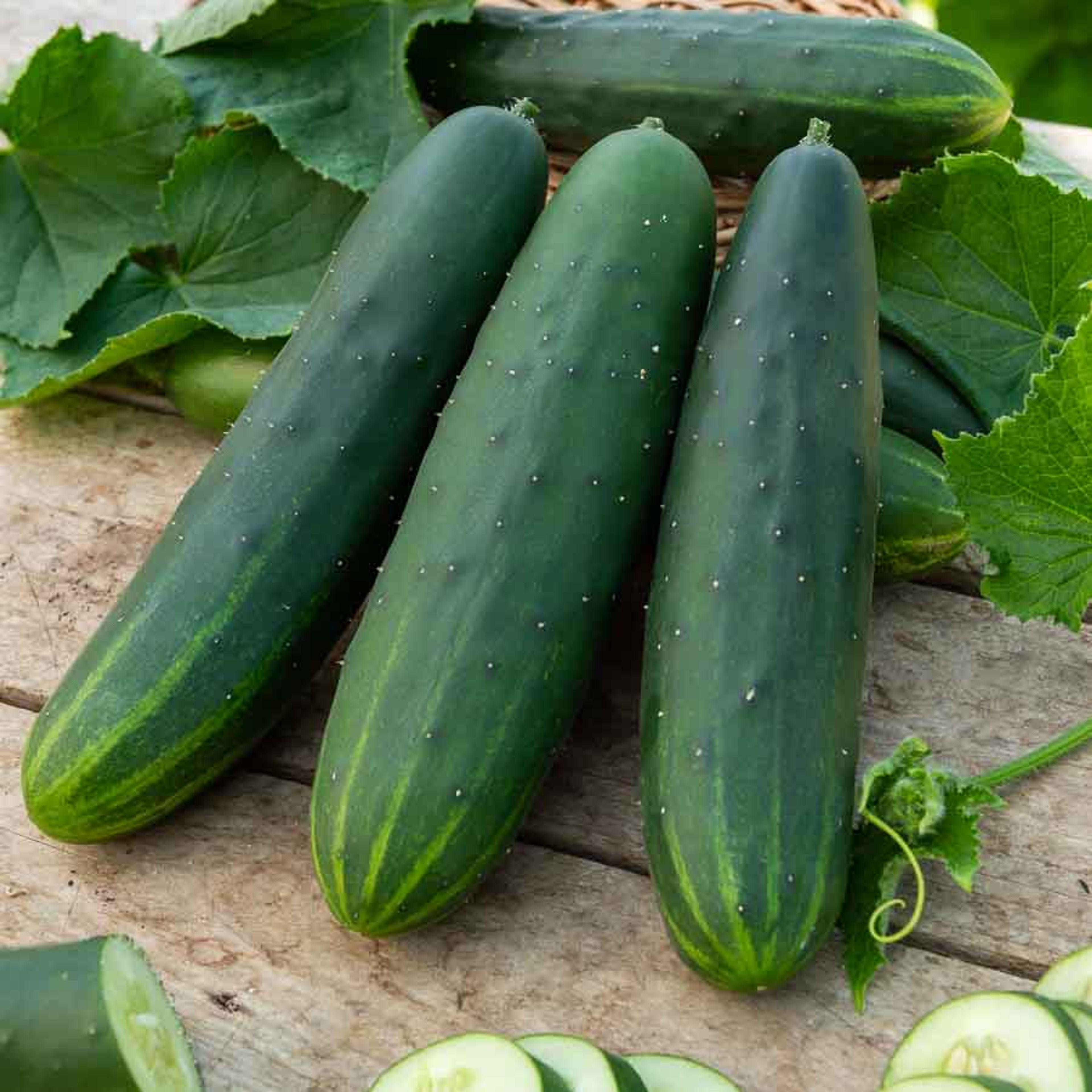 Concombre Marketmore 76 - BIO | Vilmorin Jardin