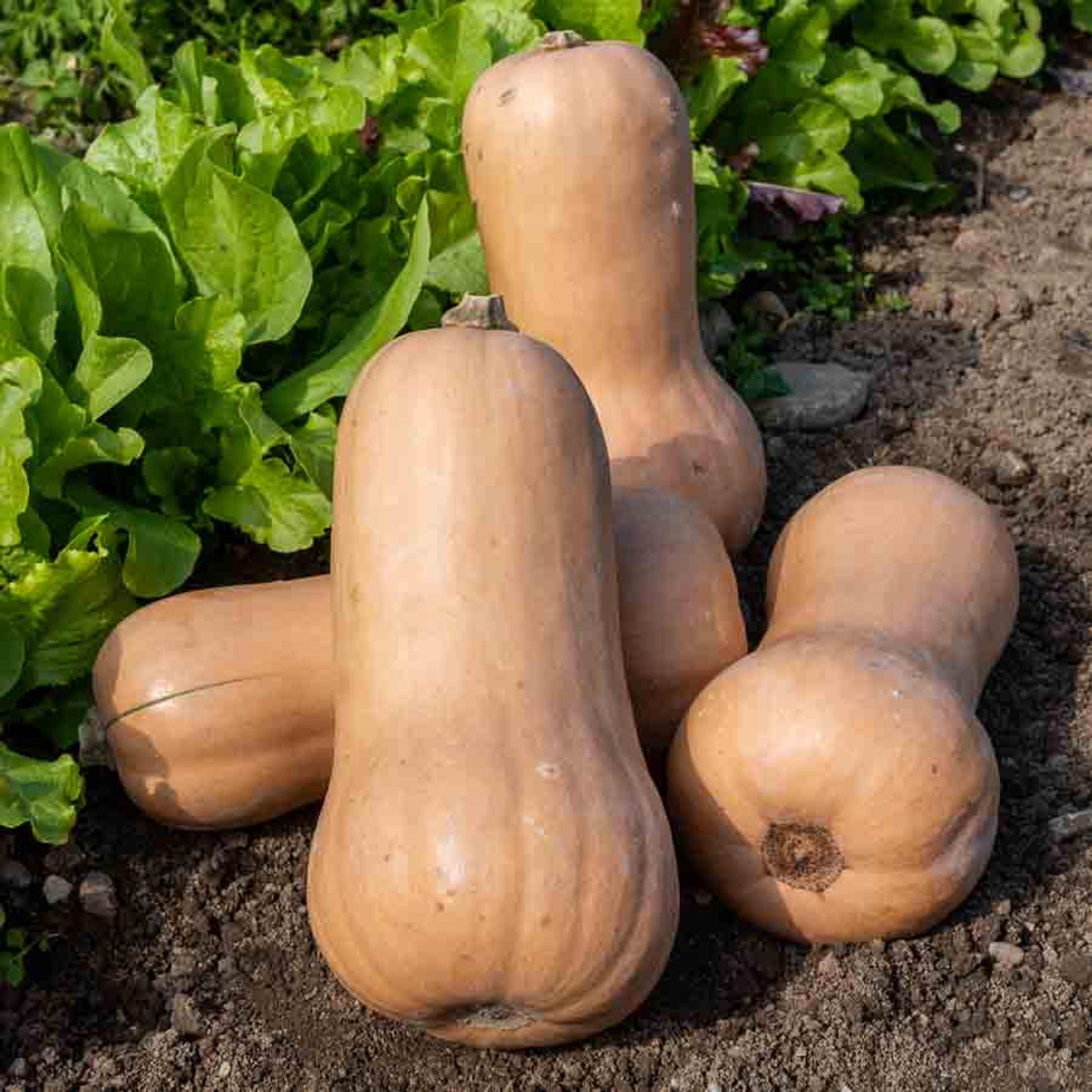 Courge Musquée Waltham Butternut - BIO | Vilmorin Jardin