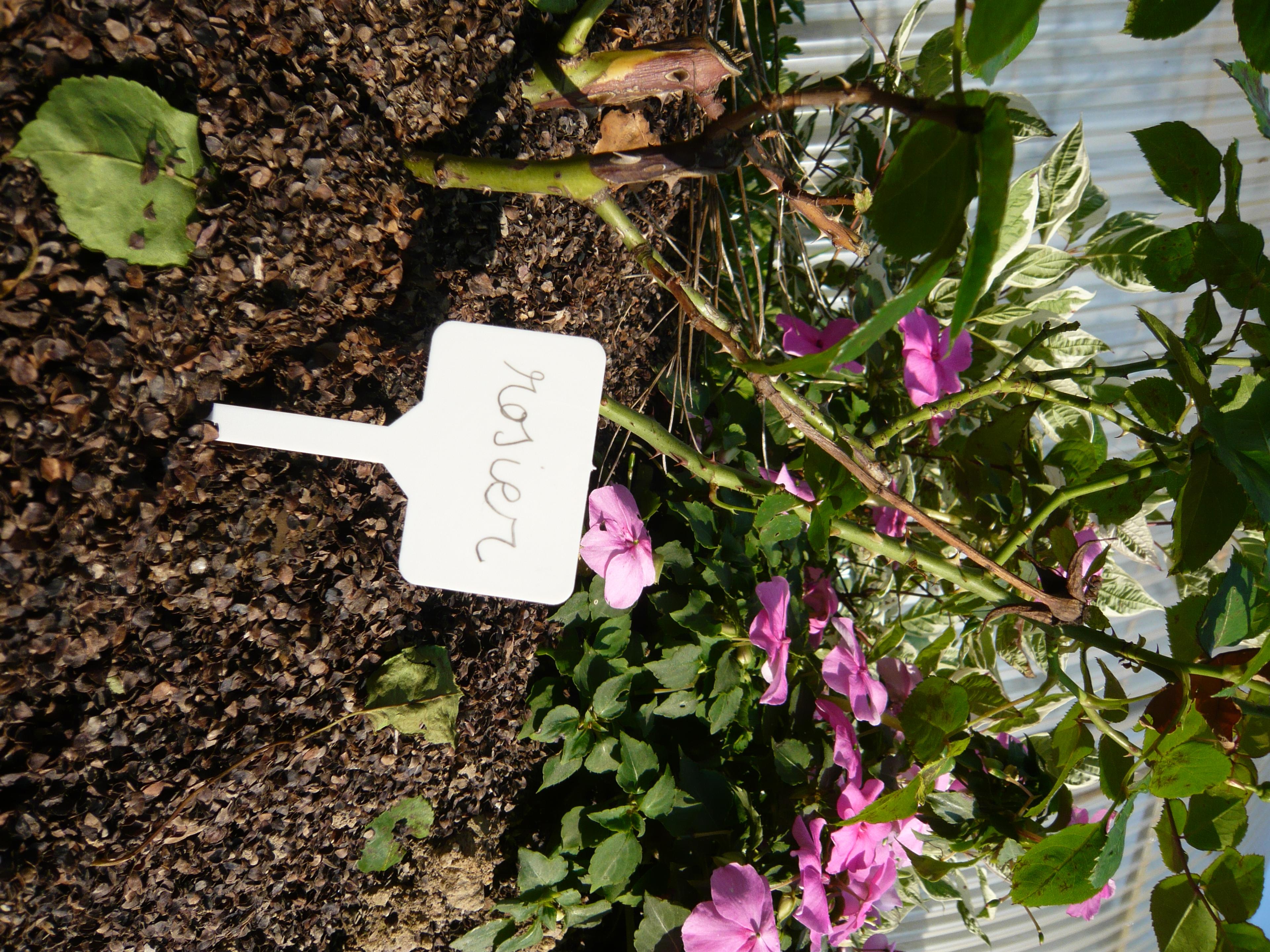 Étiquette Marquage à Planter (x12) | Vilmorin Jardin
