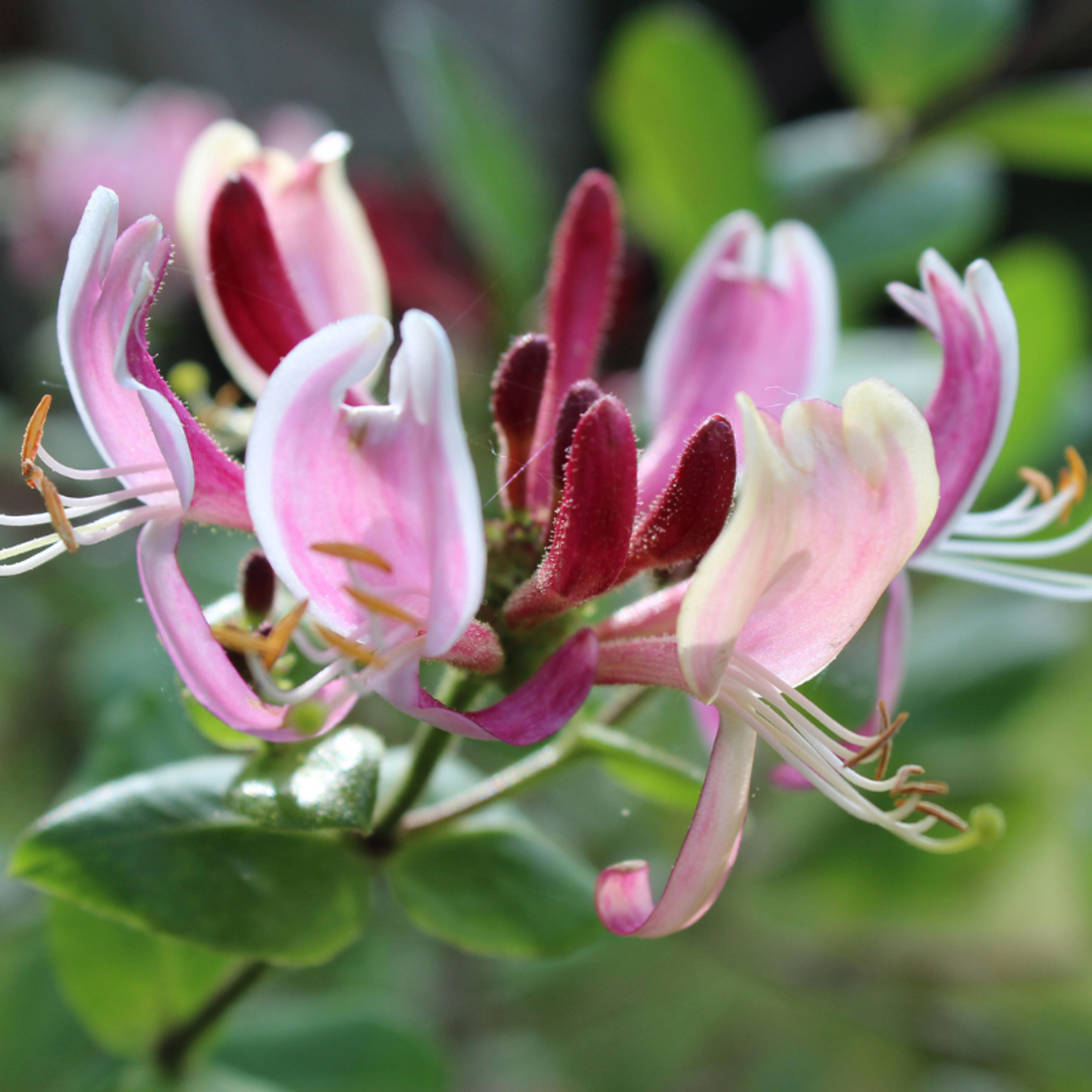 Chèvrefeuille - Lonicera henryi Copper Beauty 70cm