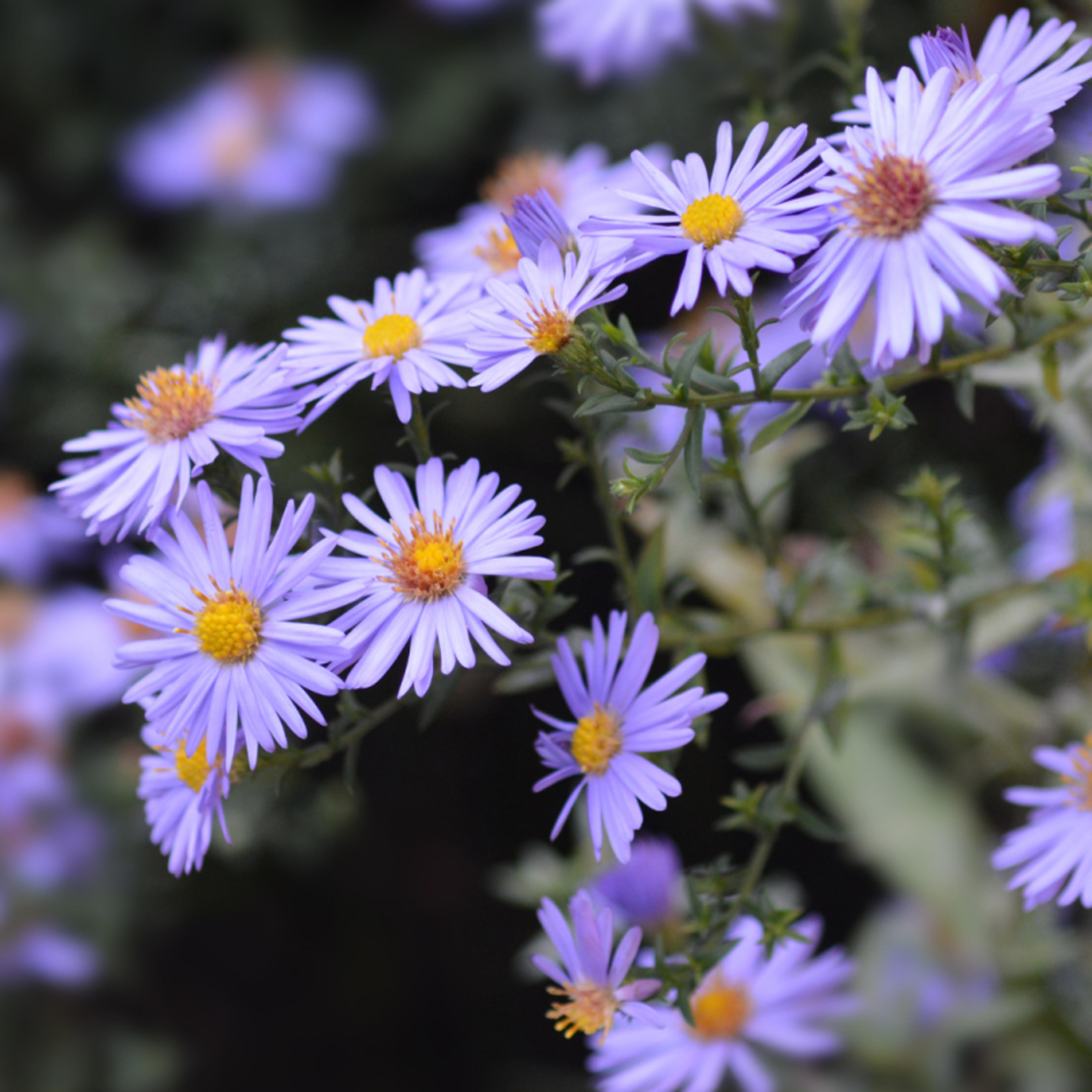 Aster dumosus Prof. Anton Kippenberg - 5/10 cm Godet de 9 cm - Bleu