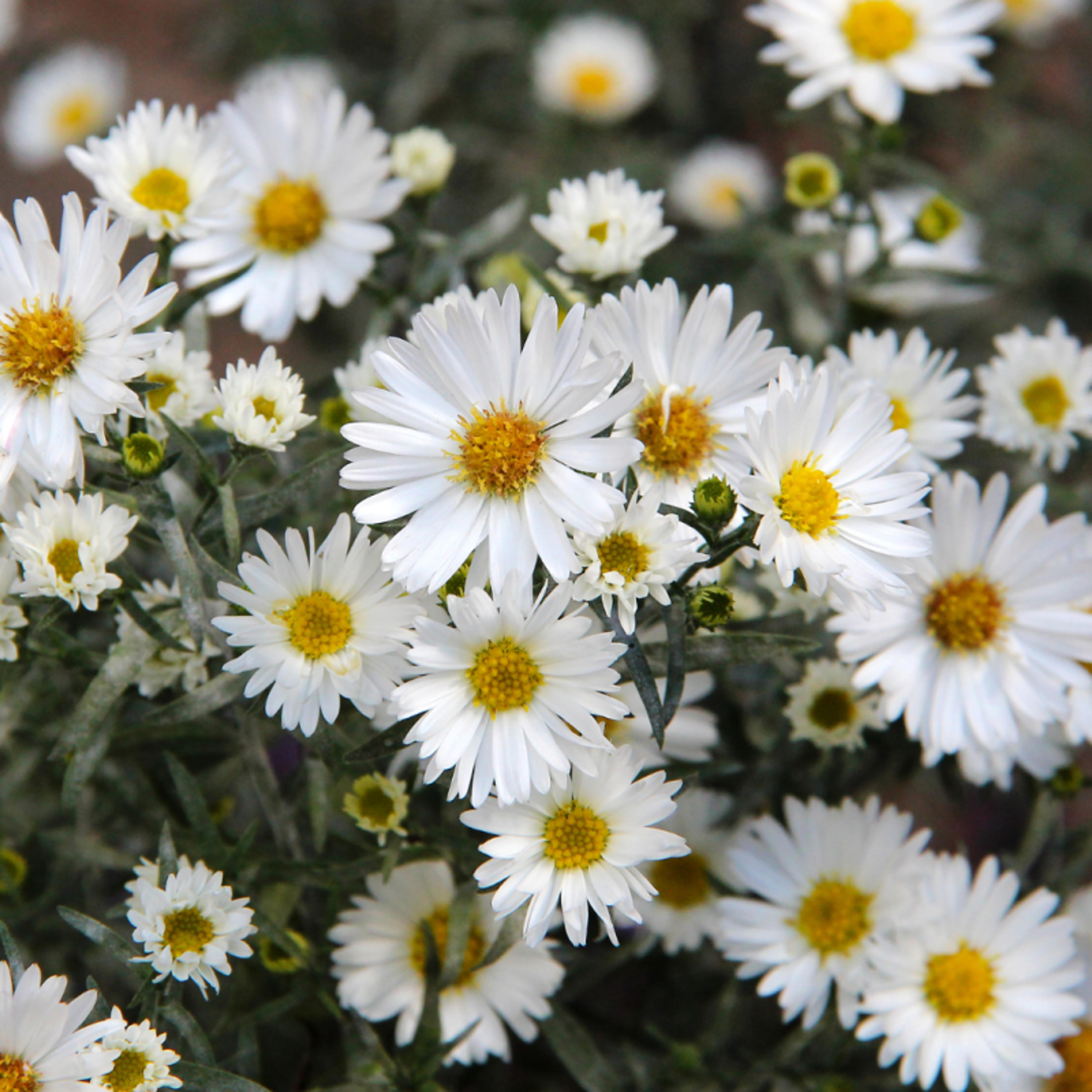 Aster nain d'automne - Aster dumosus Schneekissen - 10/15 cm Godet de 9 cm - Blanc