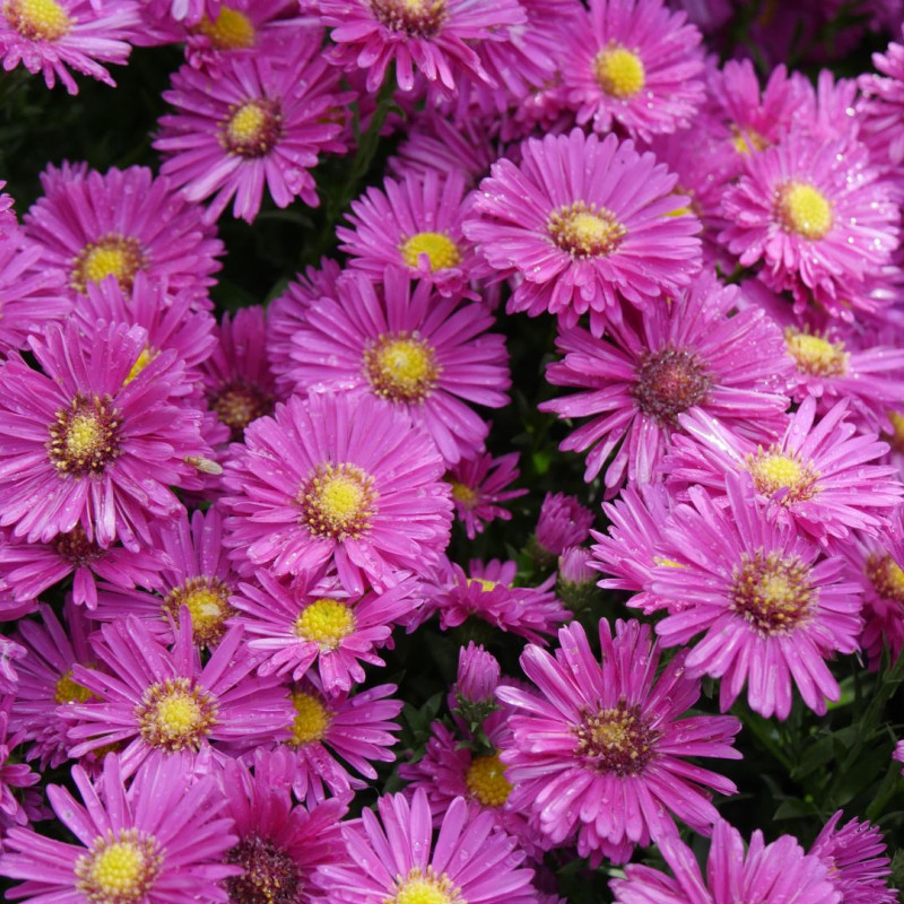 Aster nain - Aster dumosus Jenny - 15/20 cm Godet de 9 cm - Vert
