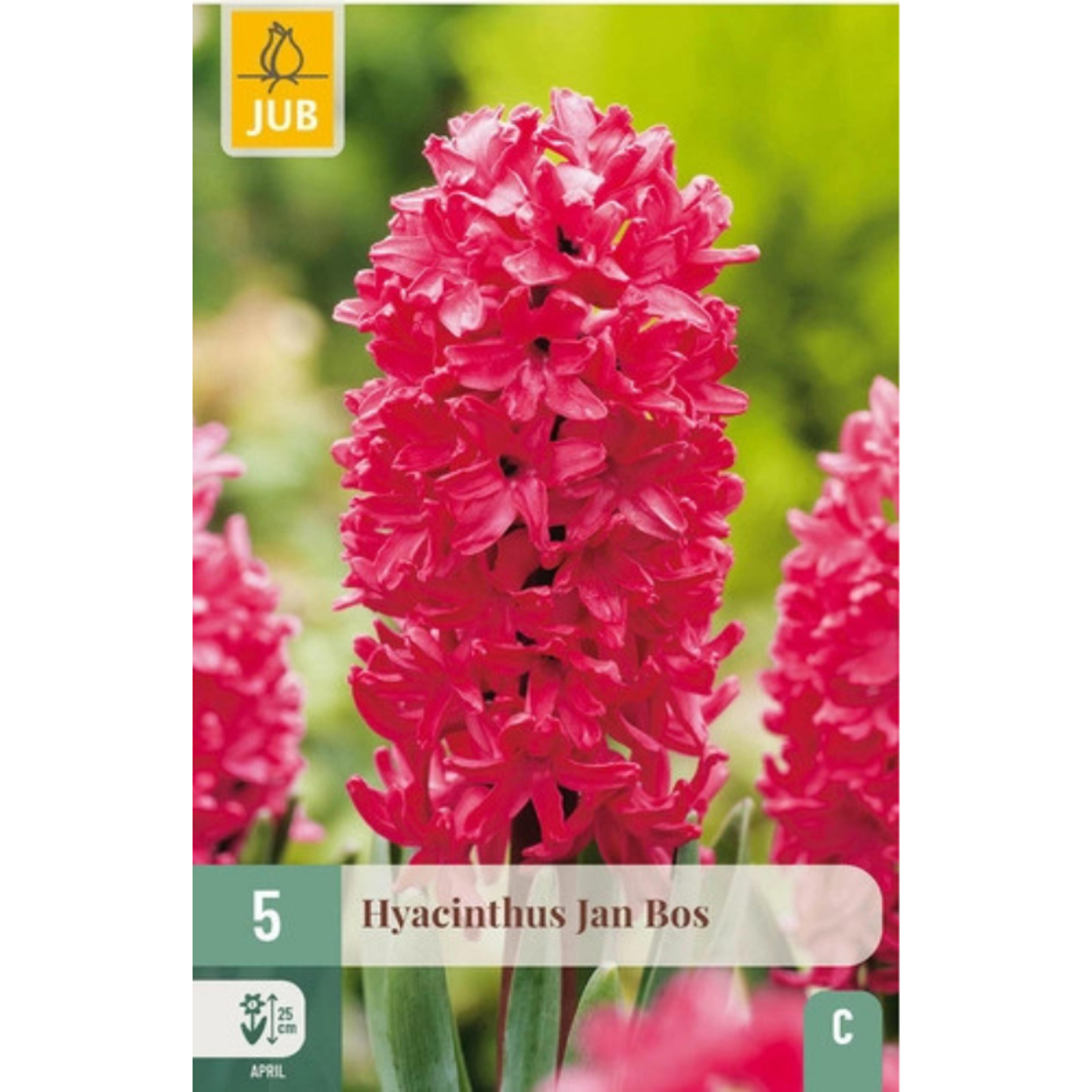 Bulbes jacinthe Jan Bos parfum rosé x5