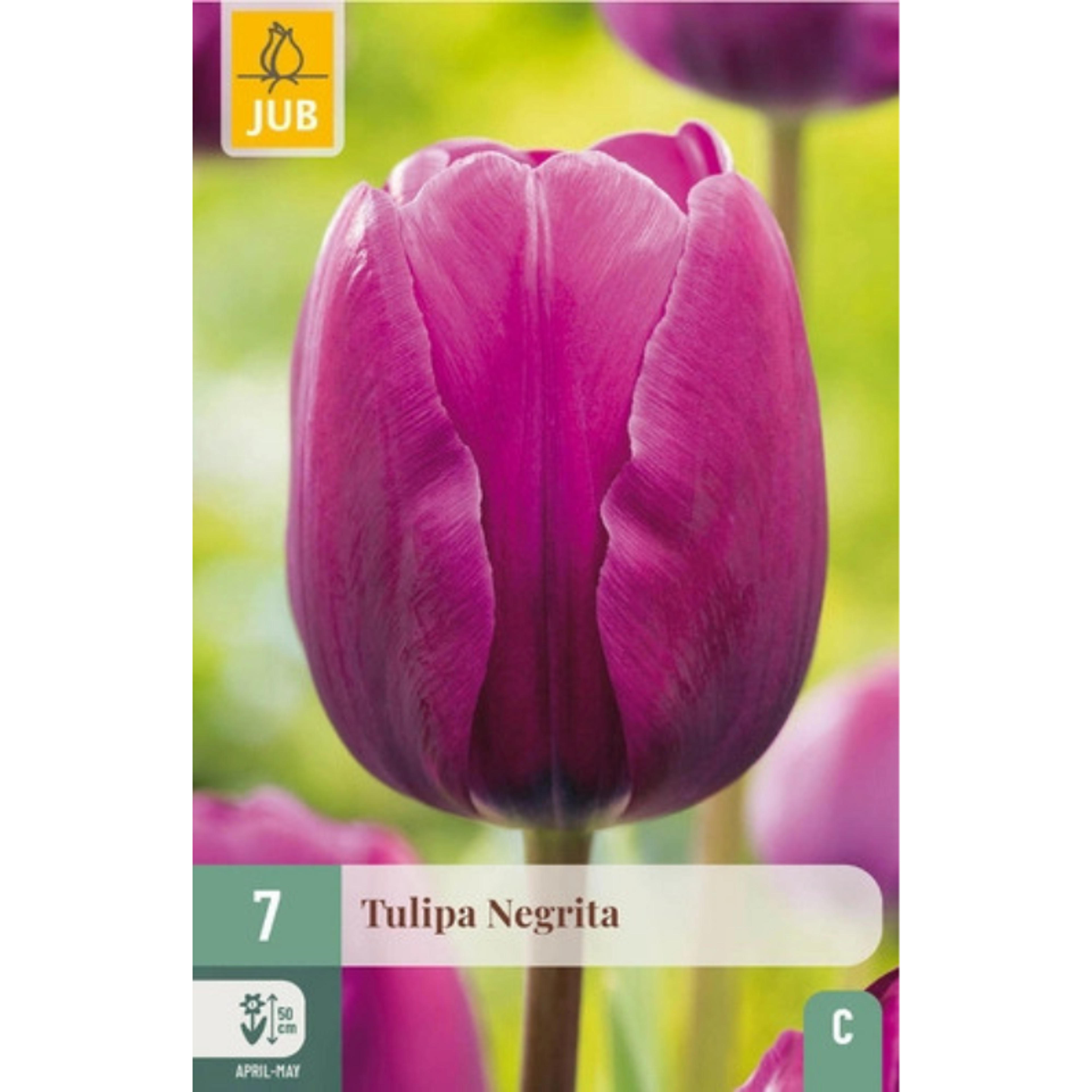 10 Tulipes Negrita Bordeaux