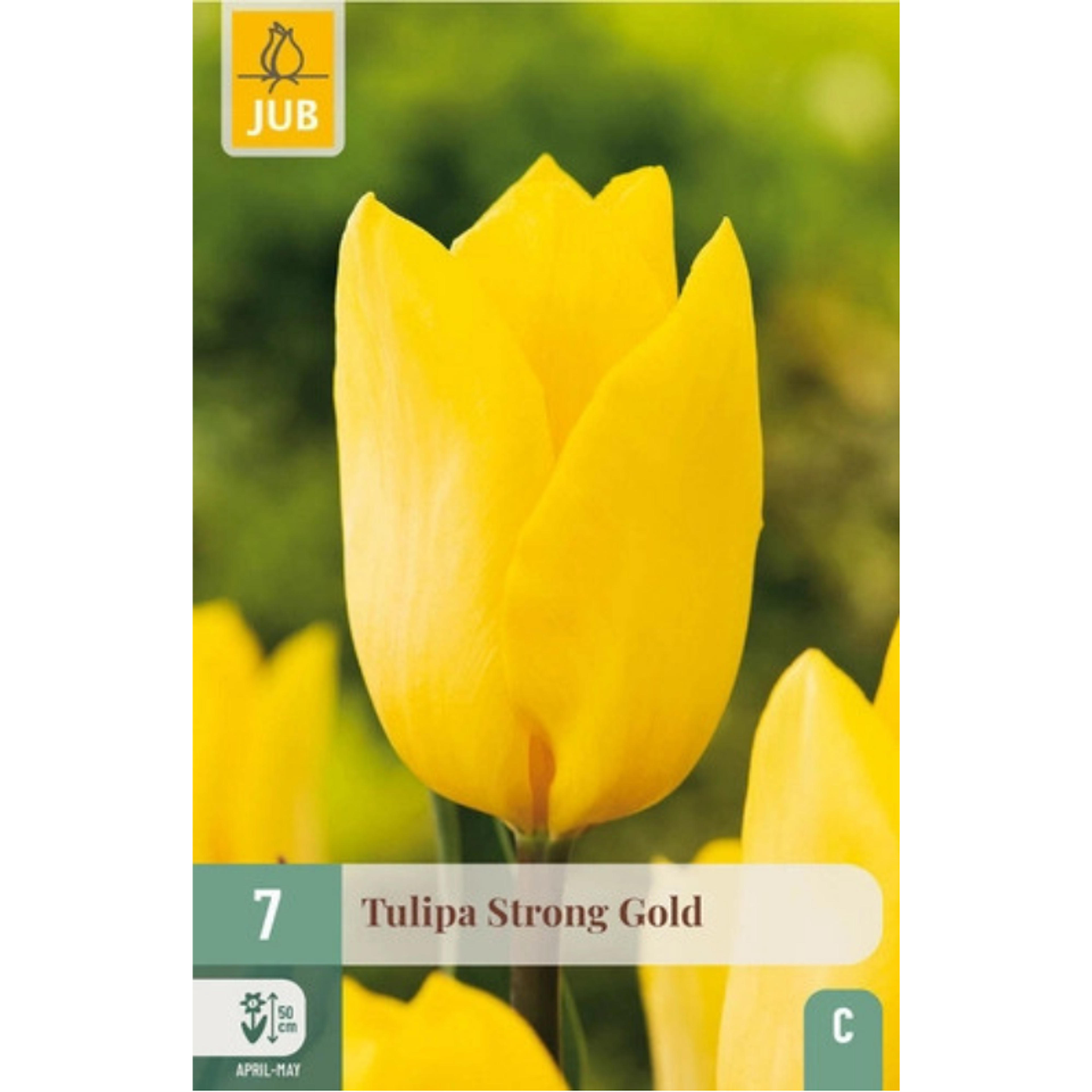 10 Tulipes Strong Gold - Les Variétés les Plus Robustes Jaune