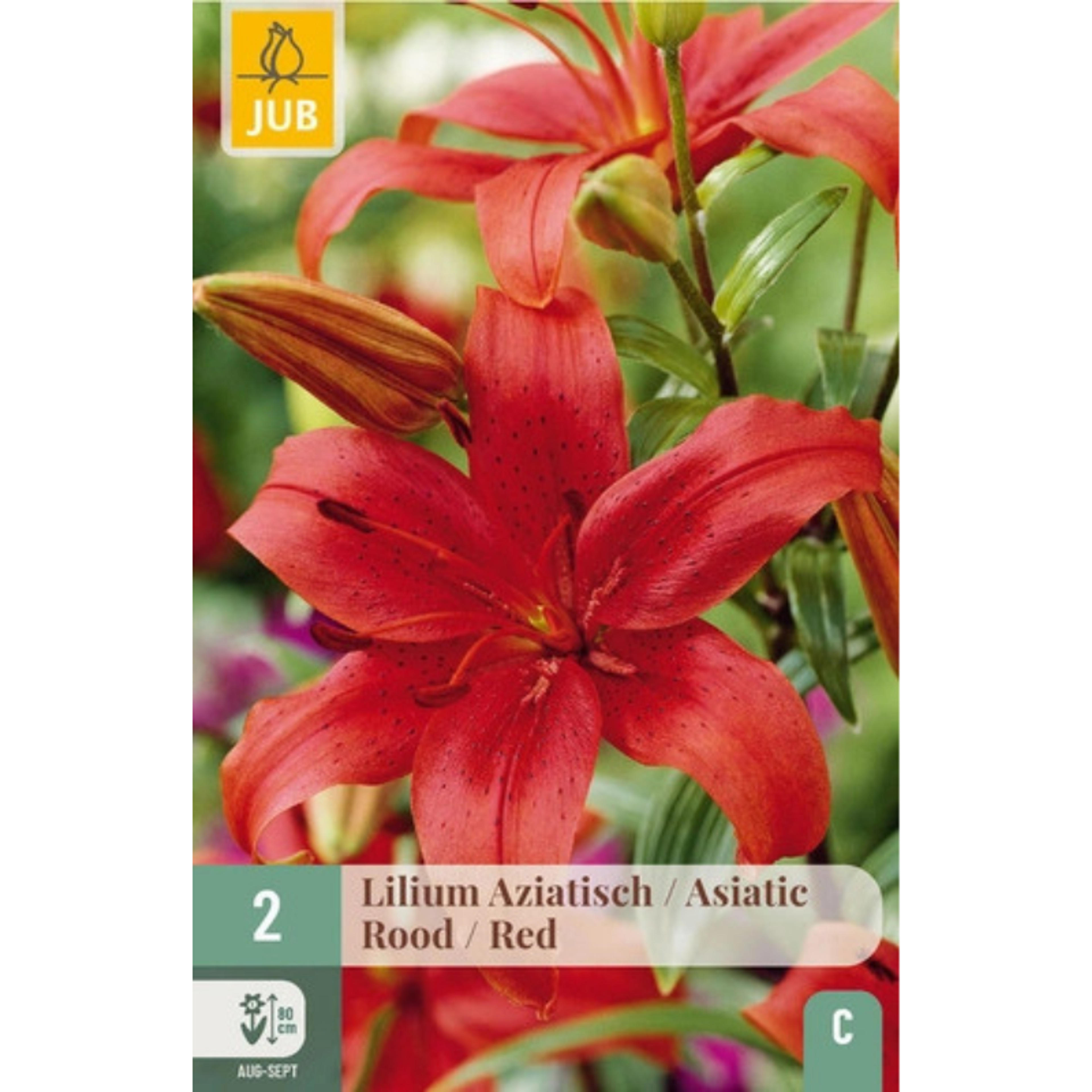 2 bulbes lys Asiatic Red Rouge