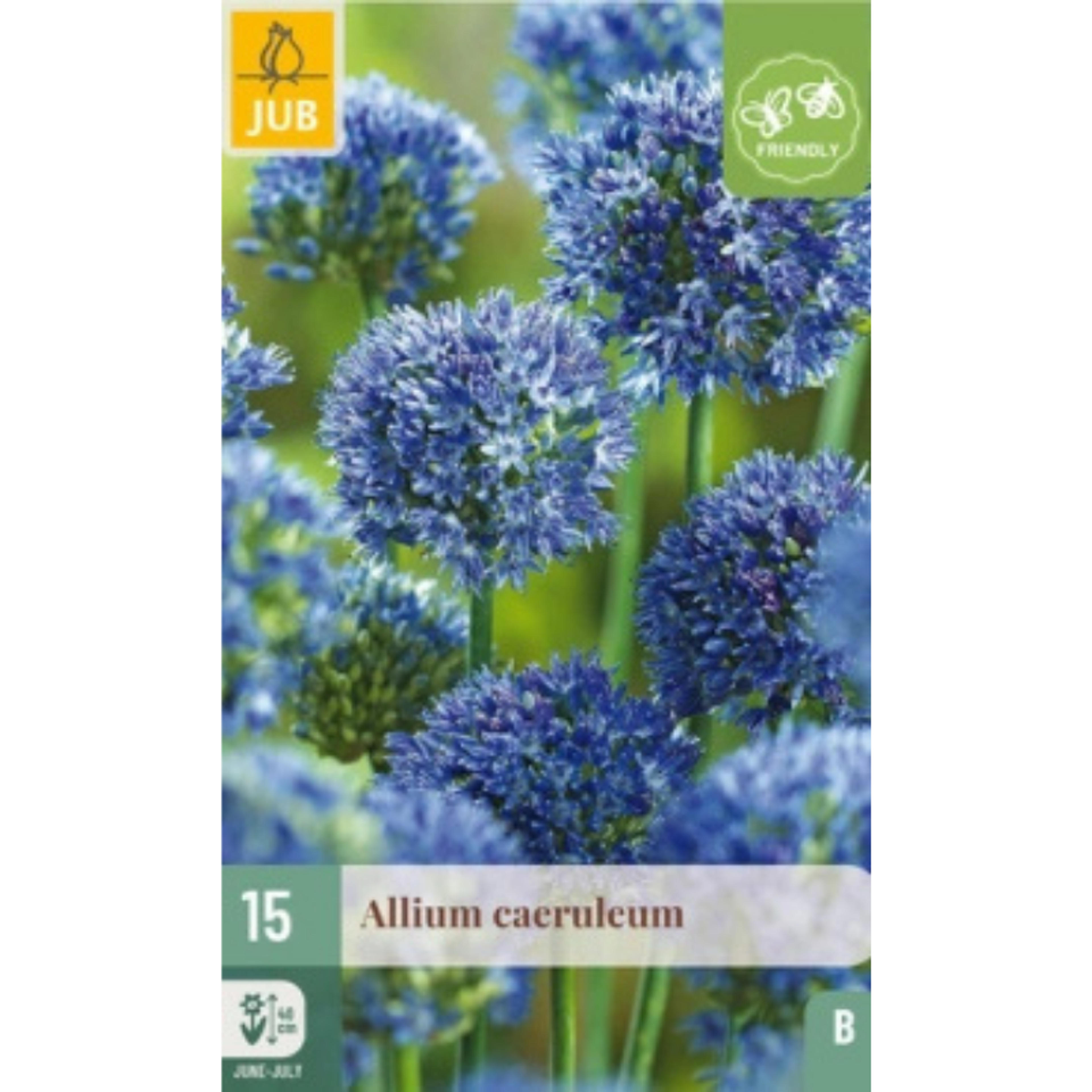 15 bulbes Alliums Caeruleum Bleu
