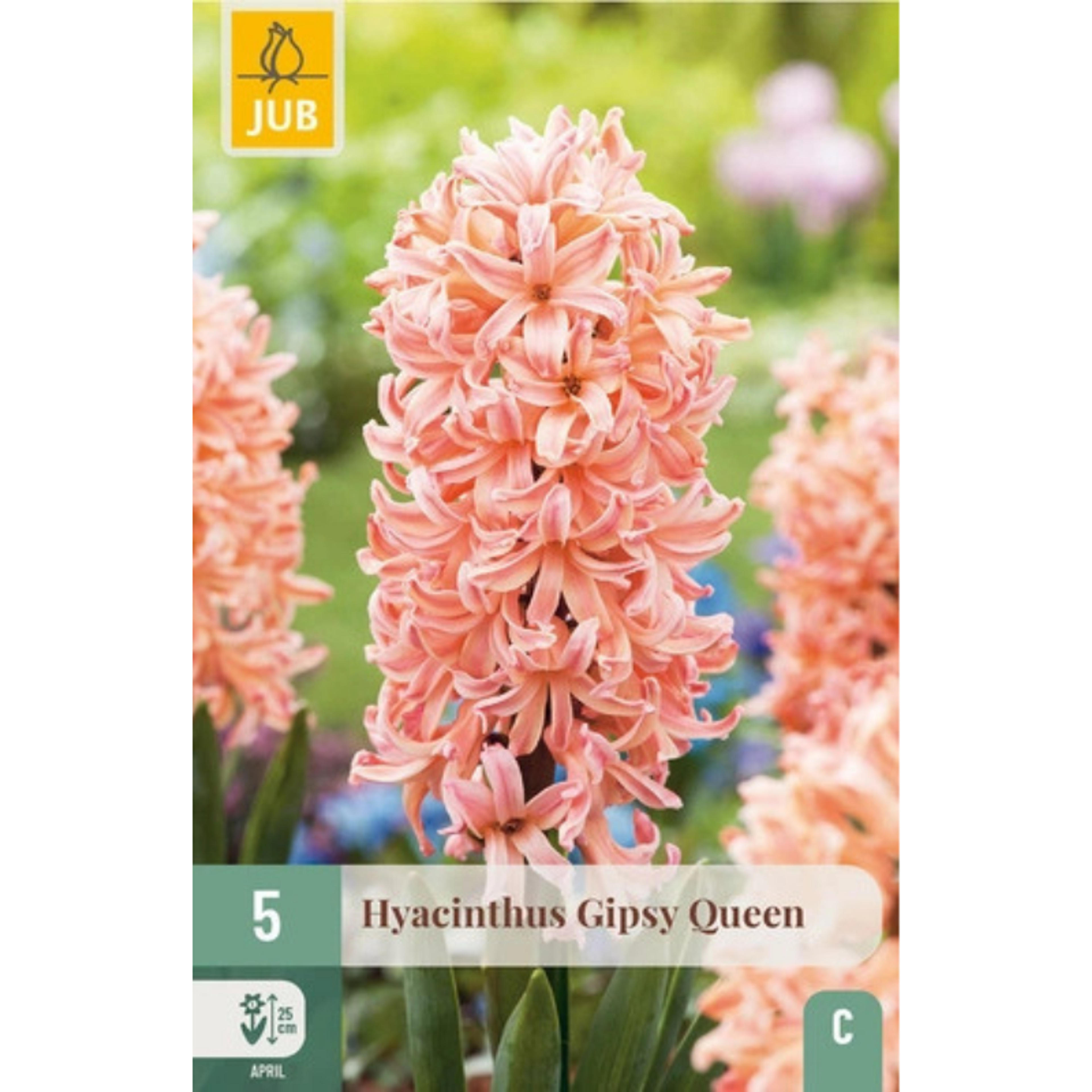 5 bulbes jacinthes Gipsy Queen Rose