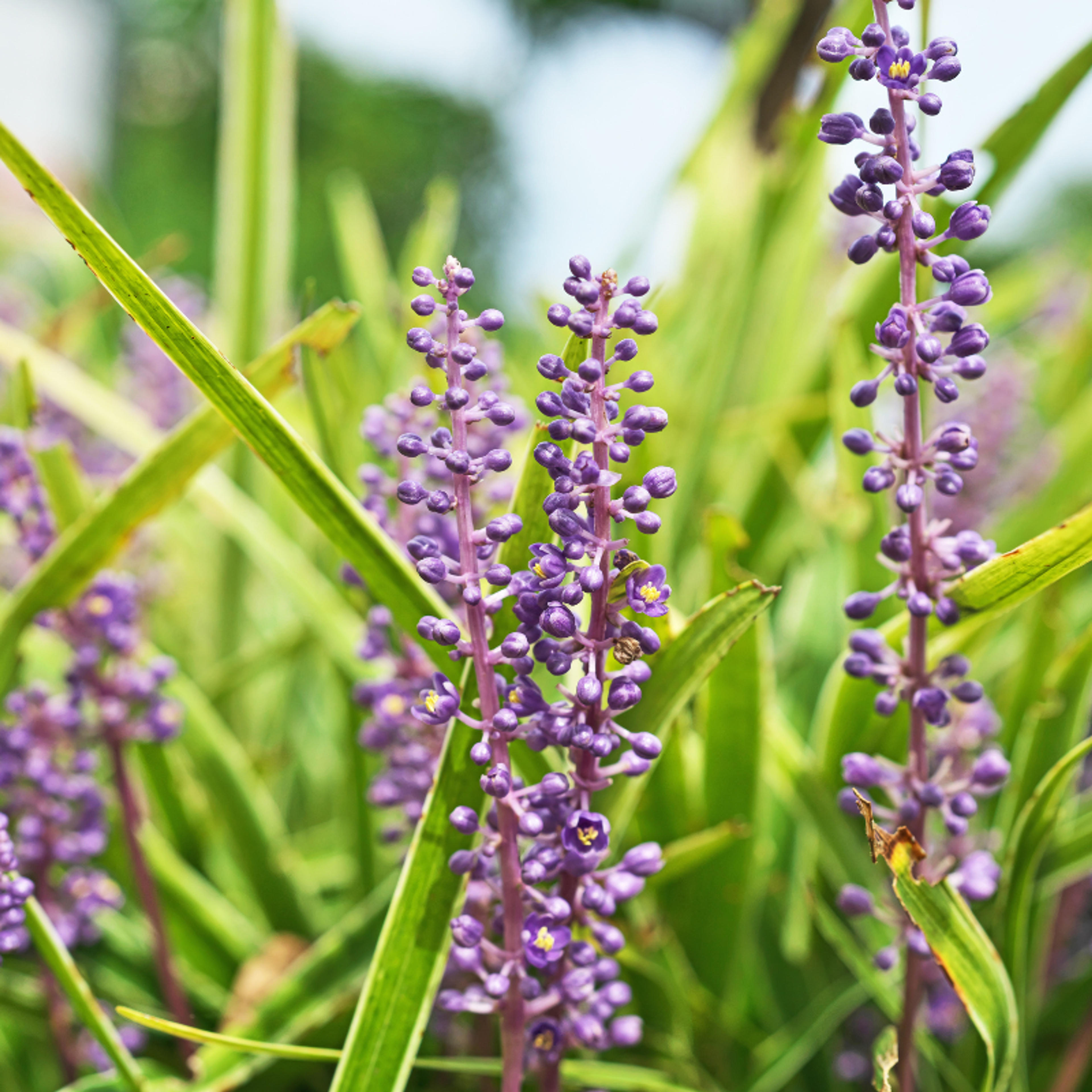 Liriope muscari Royal Purple - Liriope muscari Royal Purple 15/20 cm Pot 3L
