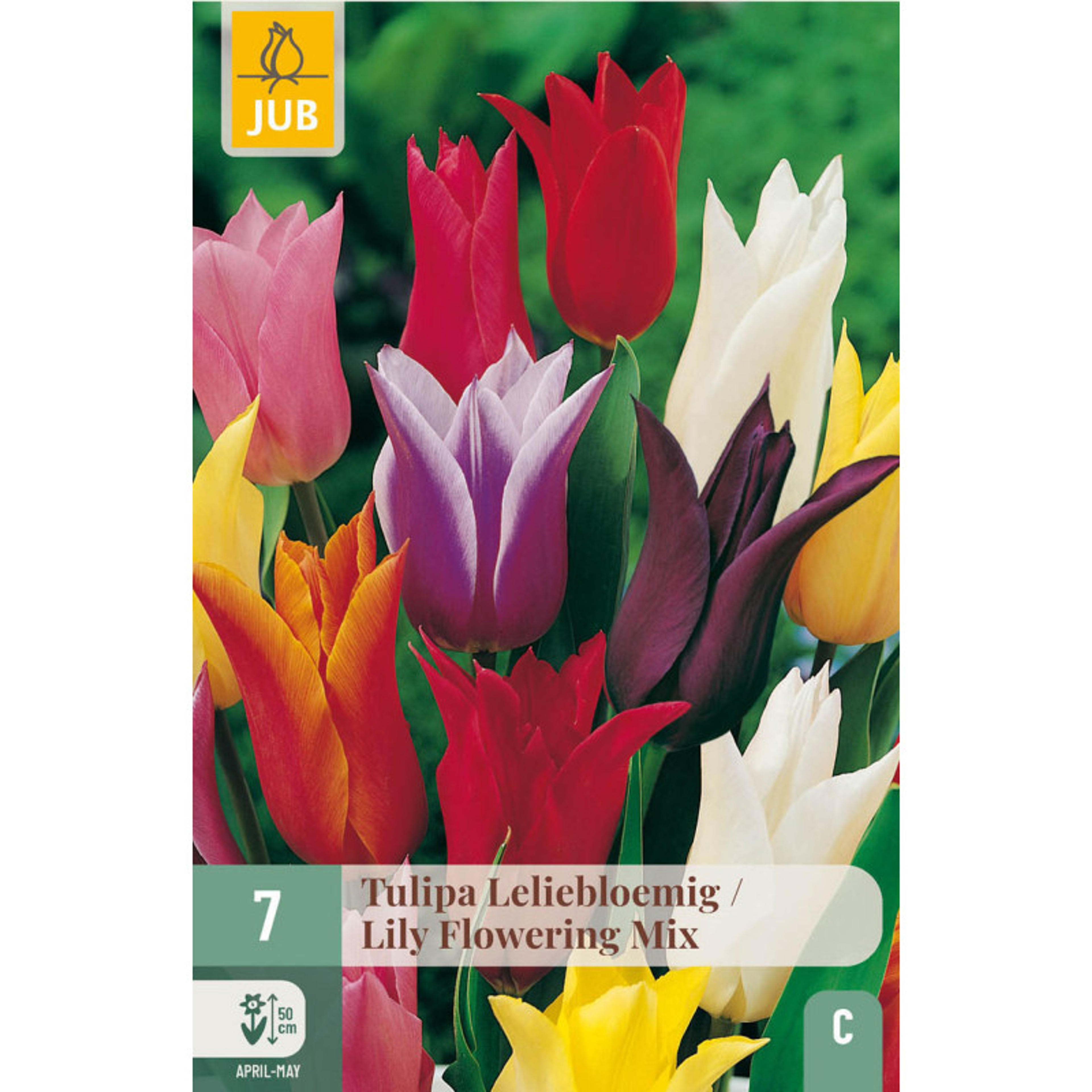 7 bulbes mix Tulipe Lilly Flowering Multicolore