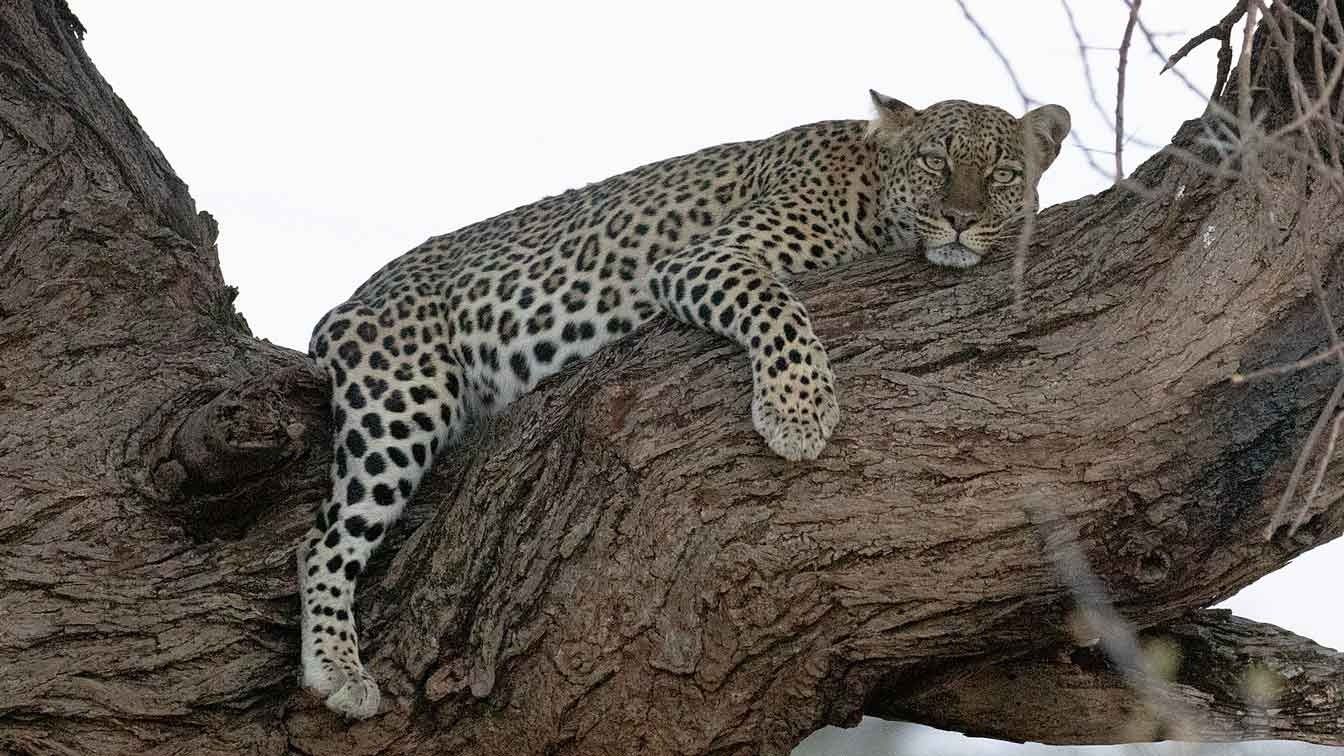 Kenya birding safari-Leopard