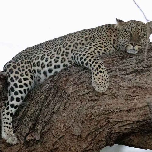 Kenya birding safari-Leopard