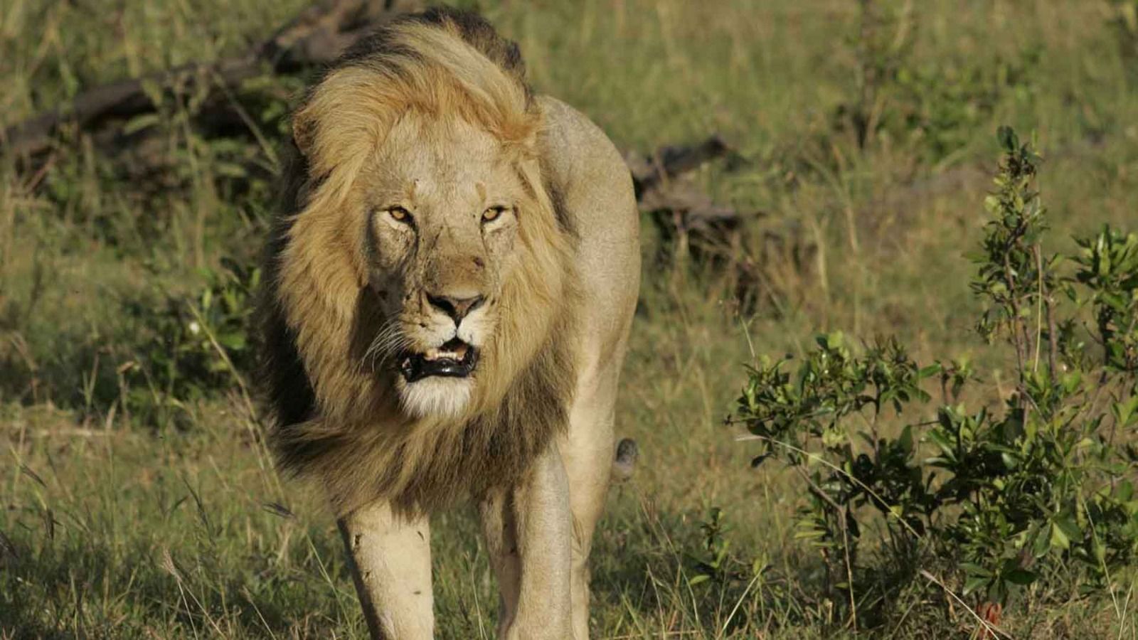 Kenya birding safari-Lion