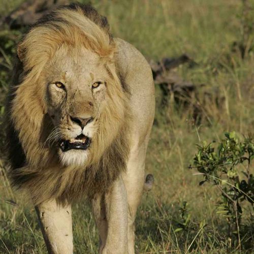 Kenya birding safari-Lion