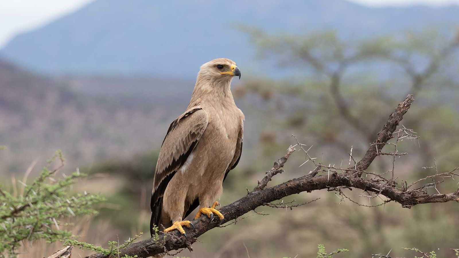 Kenya birding safari-Eagle