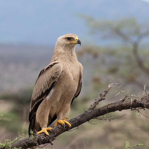 Kenya birding safari-Eagle