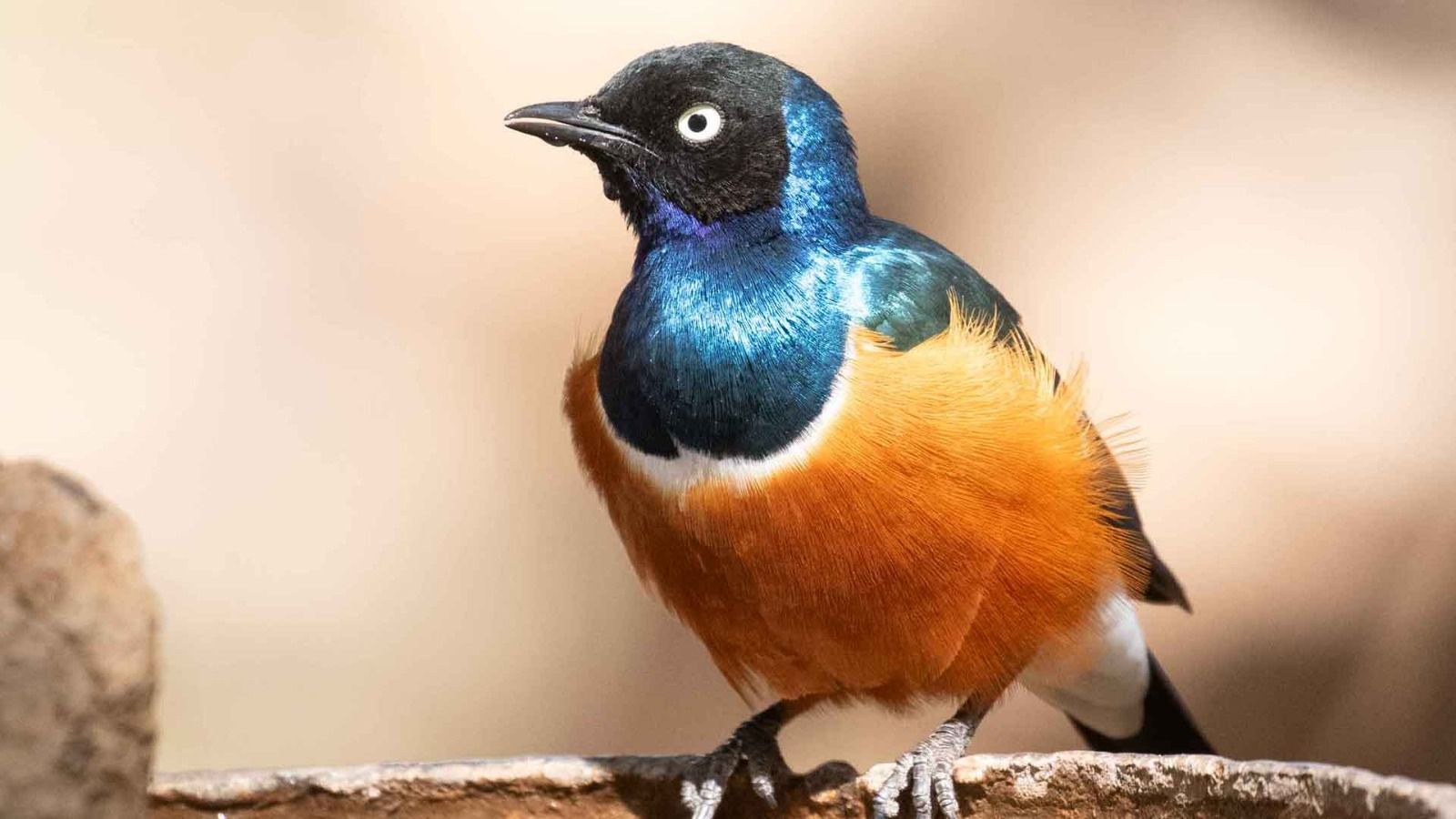 Kenya birding safari