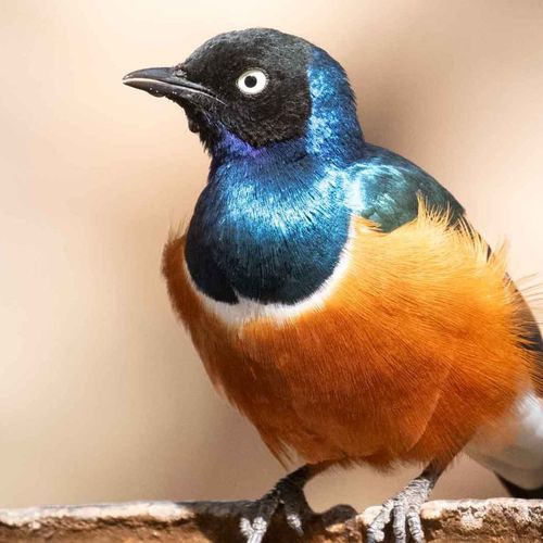 Kenya birding safari