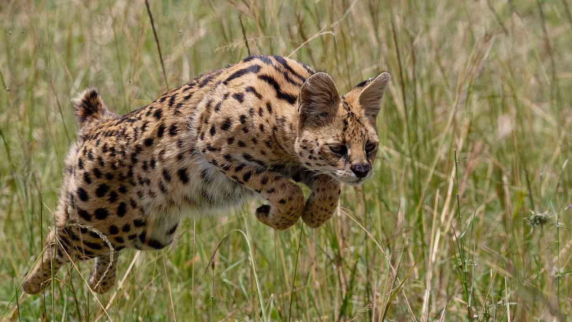 Big Five Migration Adventure