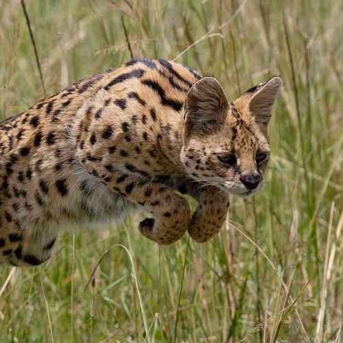 Big Five Migration Adventure
