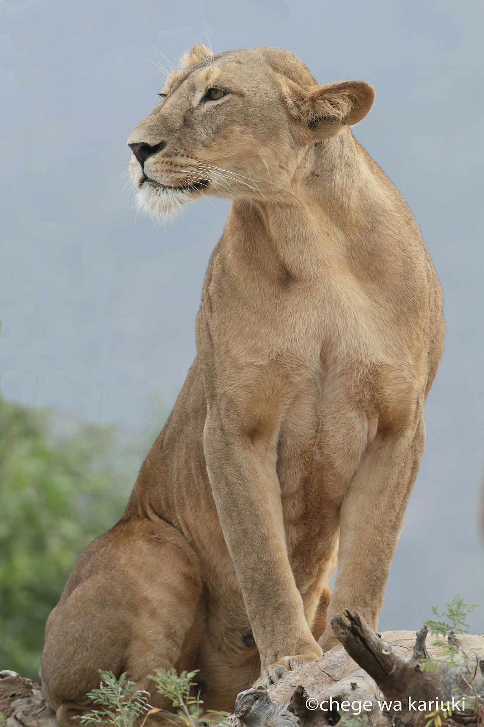 East Africa Birding Tours
