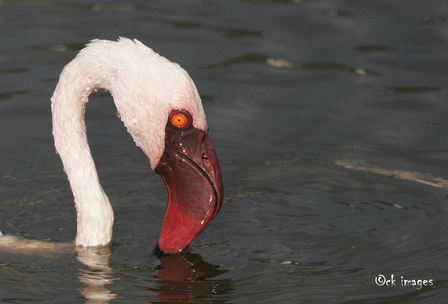 Kenya coastal birding tour