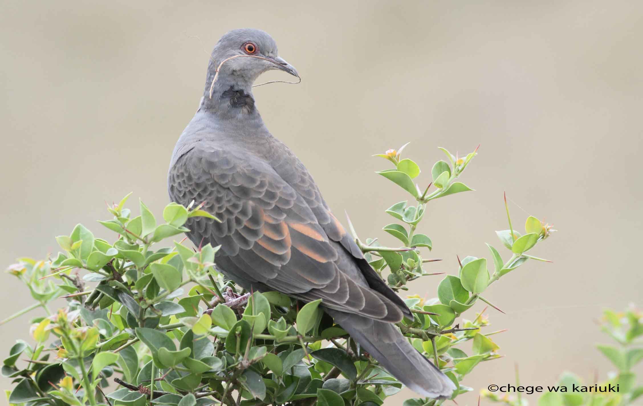 Tanzania birding tour