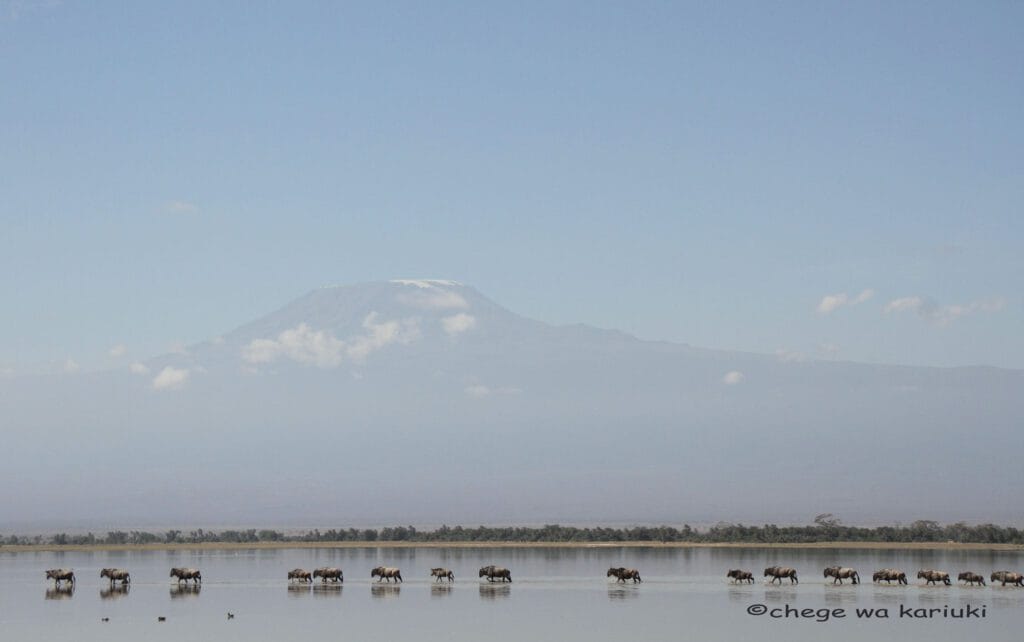 10-Day Kenya Tanzania Wildlife Safari