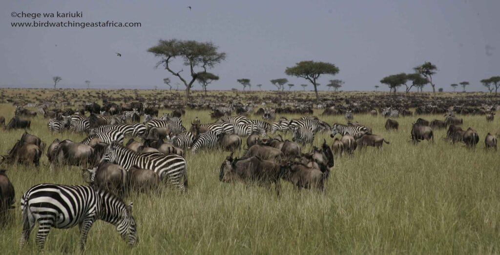 Wildebeest Migration