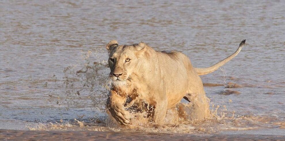 Kenya Big Game & Birds Photo Tour