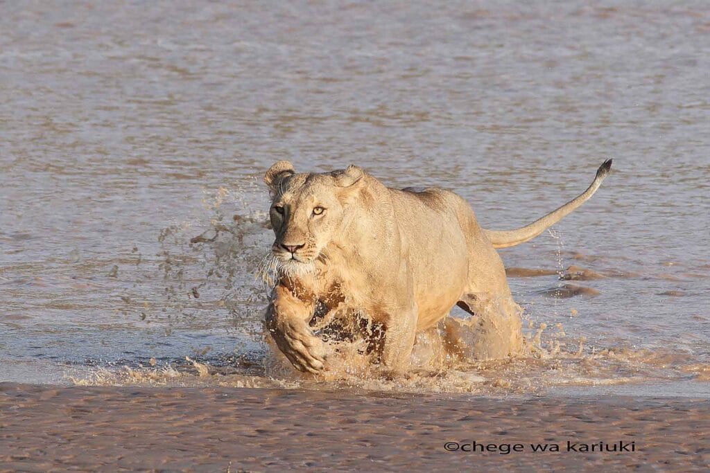 Kenya Big Game & Birds Photo Tour