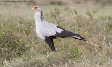 Kenya birding safari