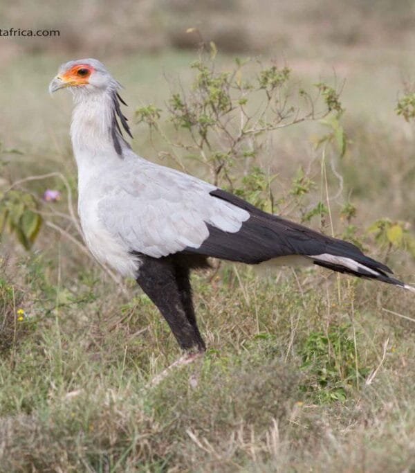 Kenya birding safari