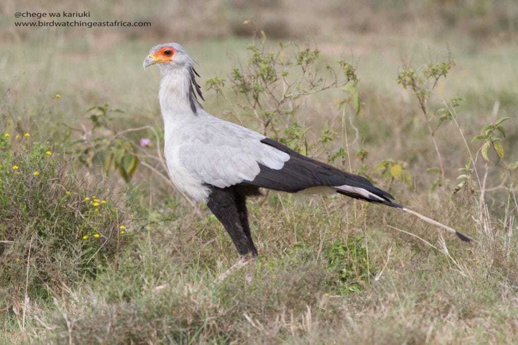 Kenya birding safari