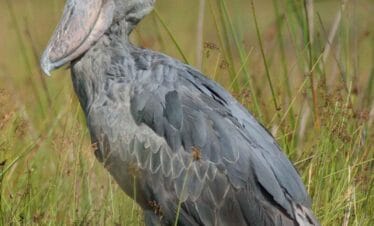 Uganda Birding Tour